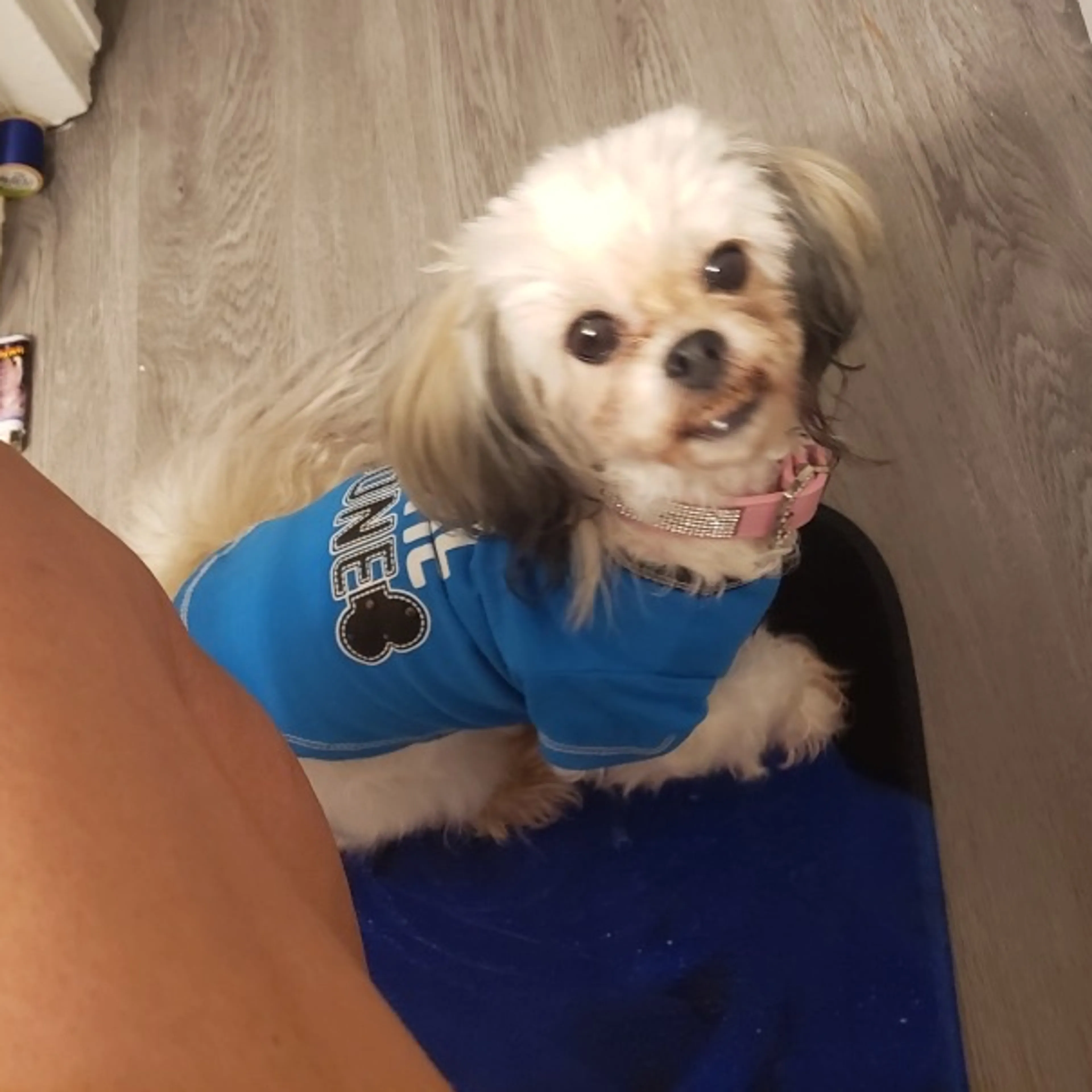 Lost pet-1