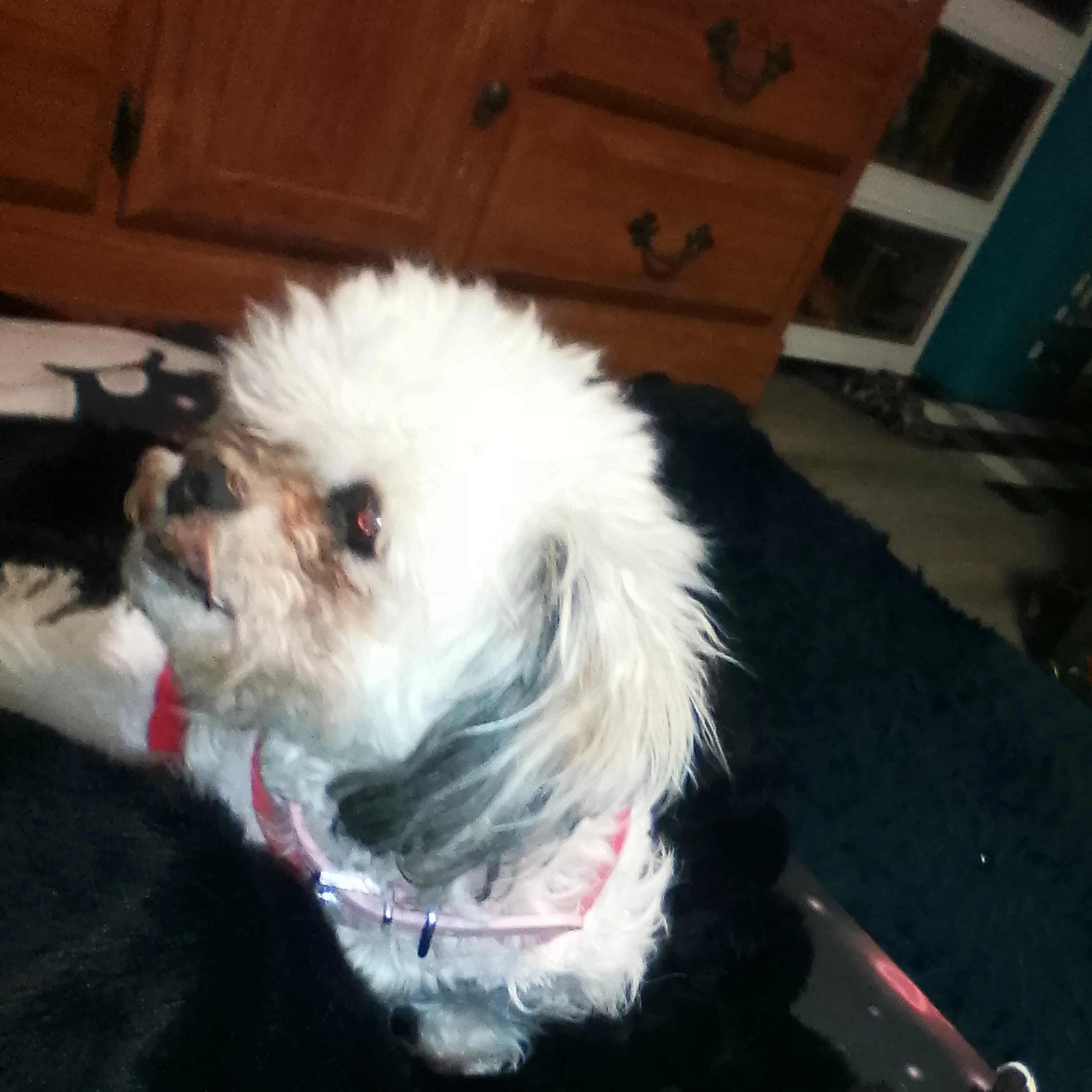 Lost pet-3