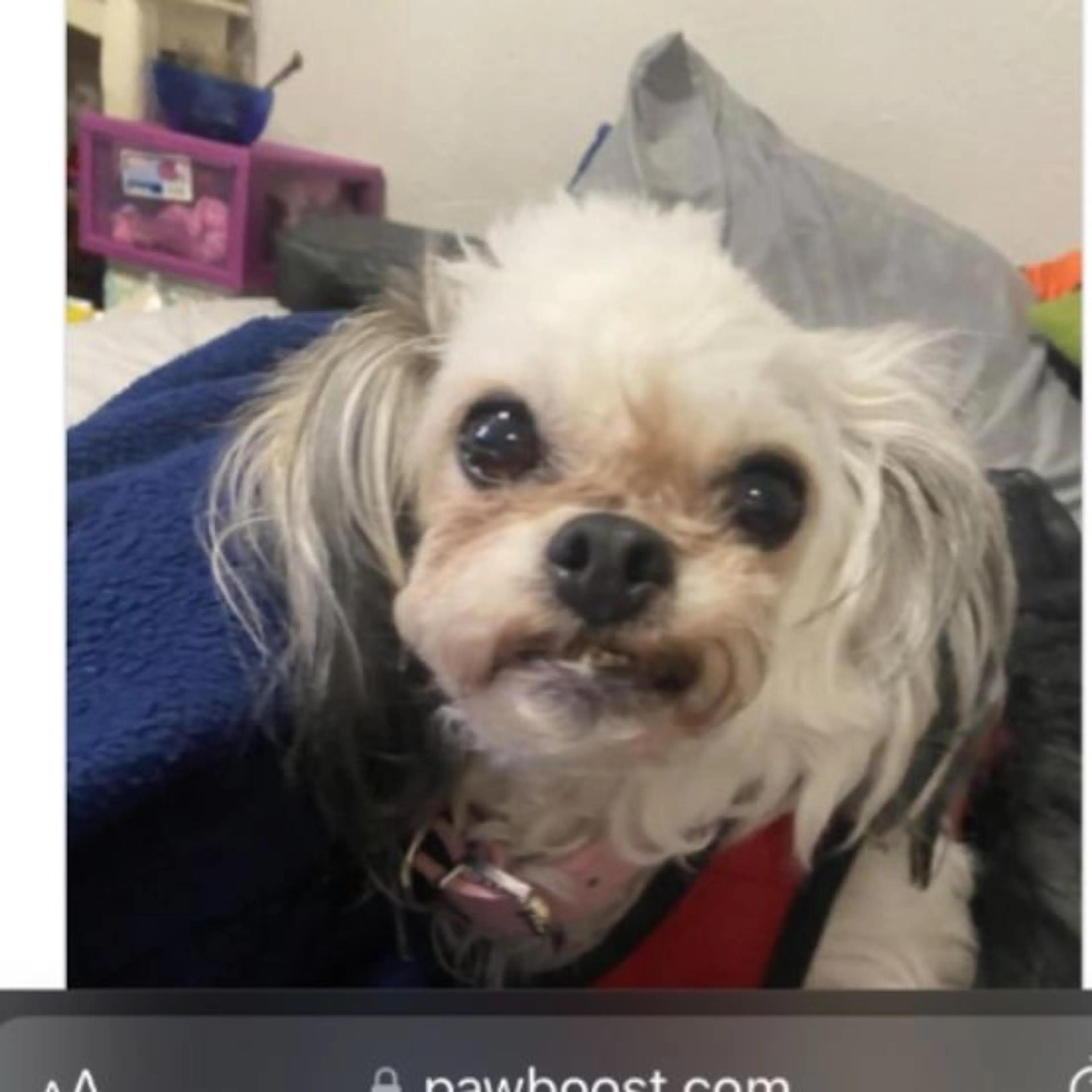Lost pet-0