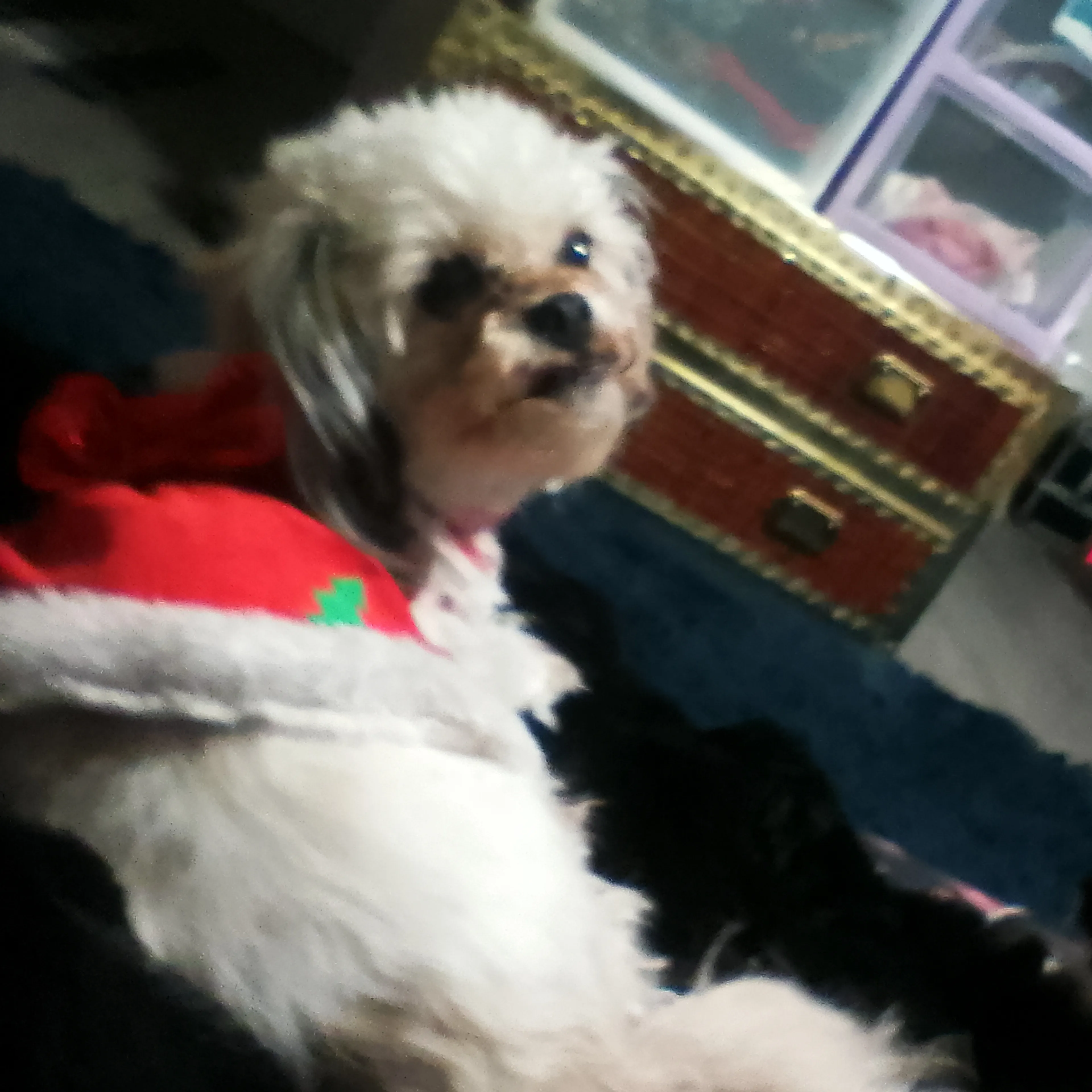 Lost pet-2