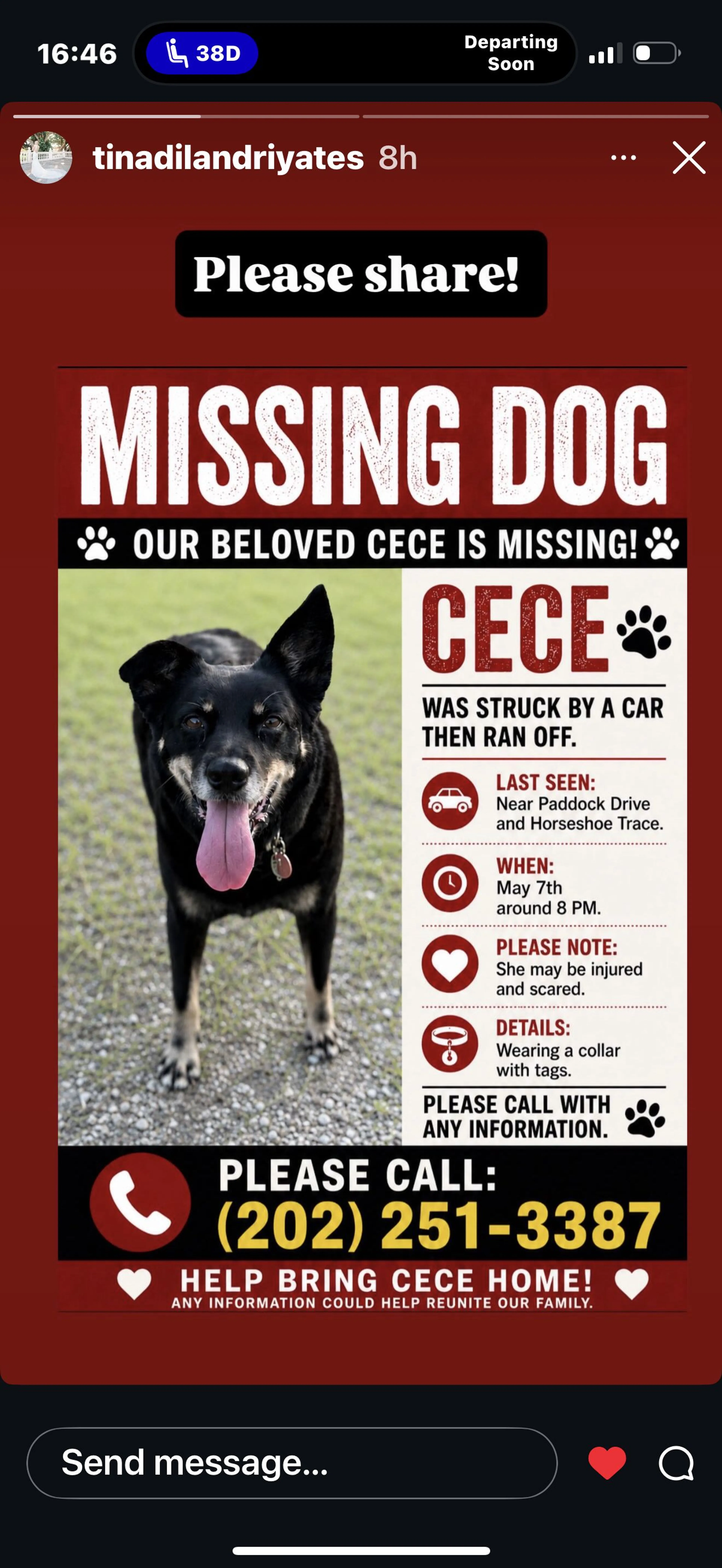 Lost pet