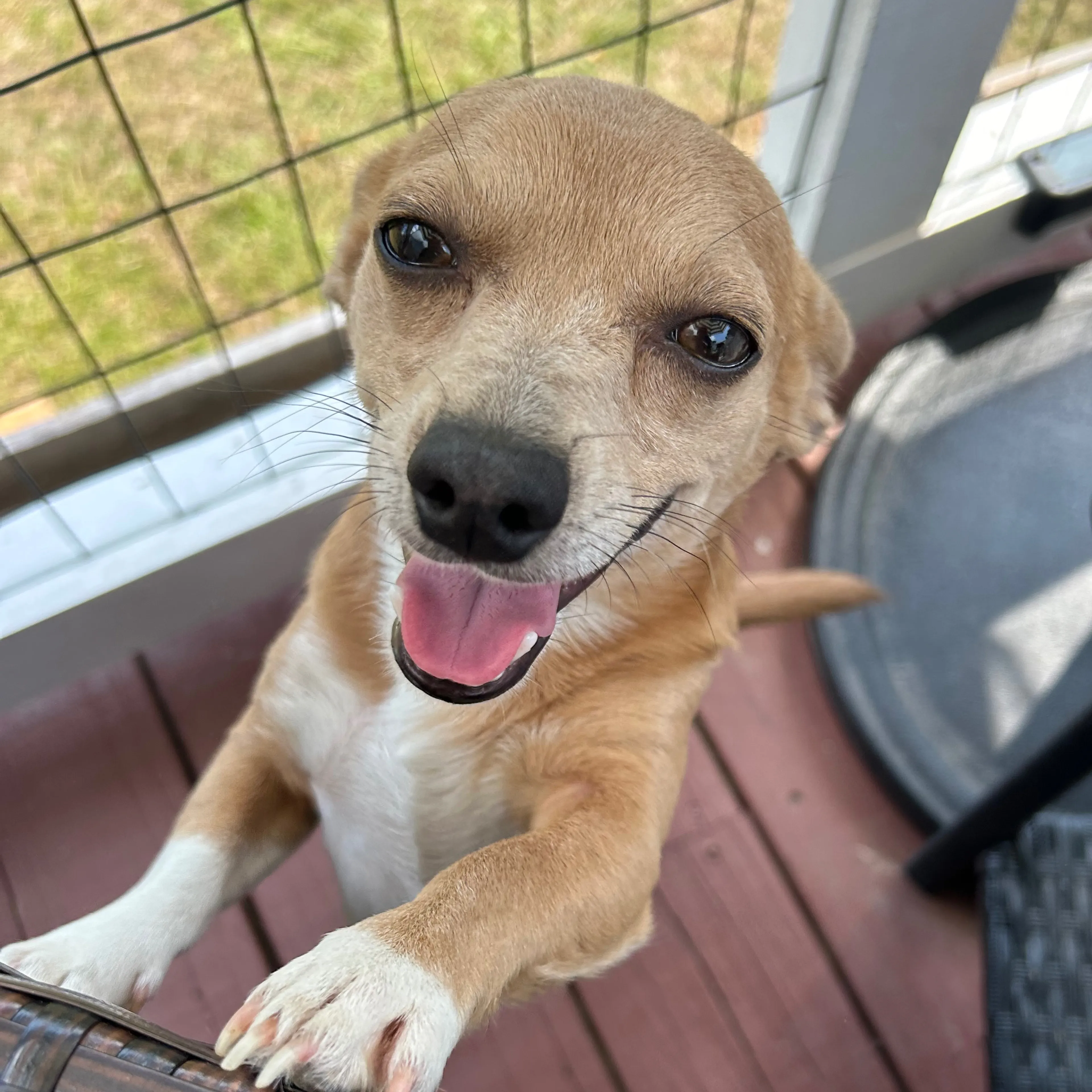 Lost pet-2