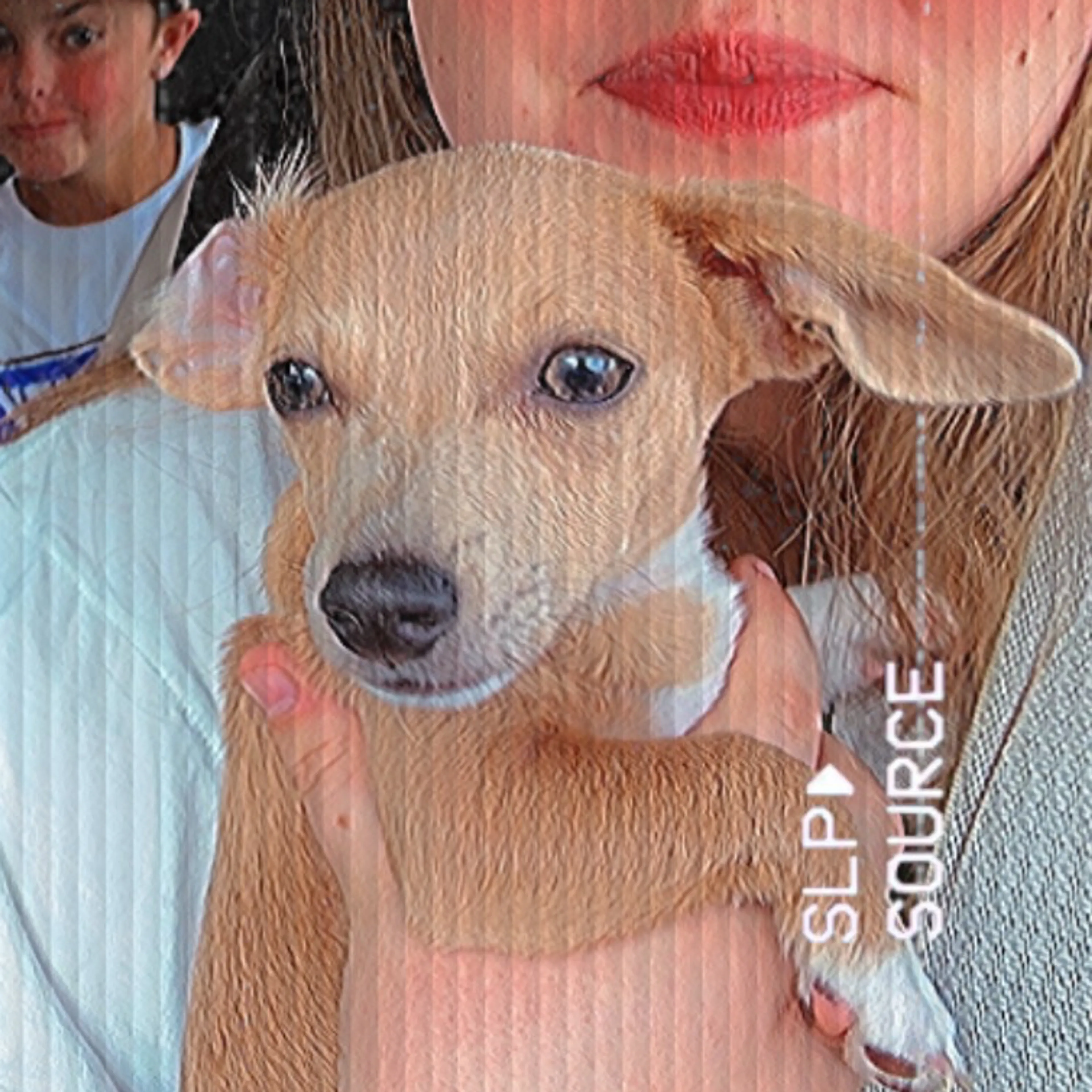 Lost pet-1