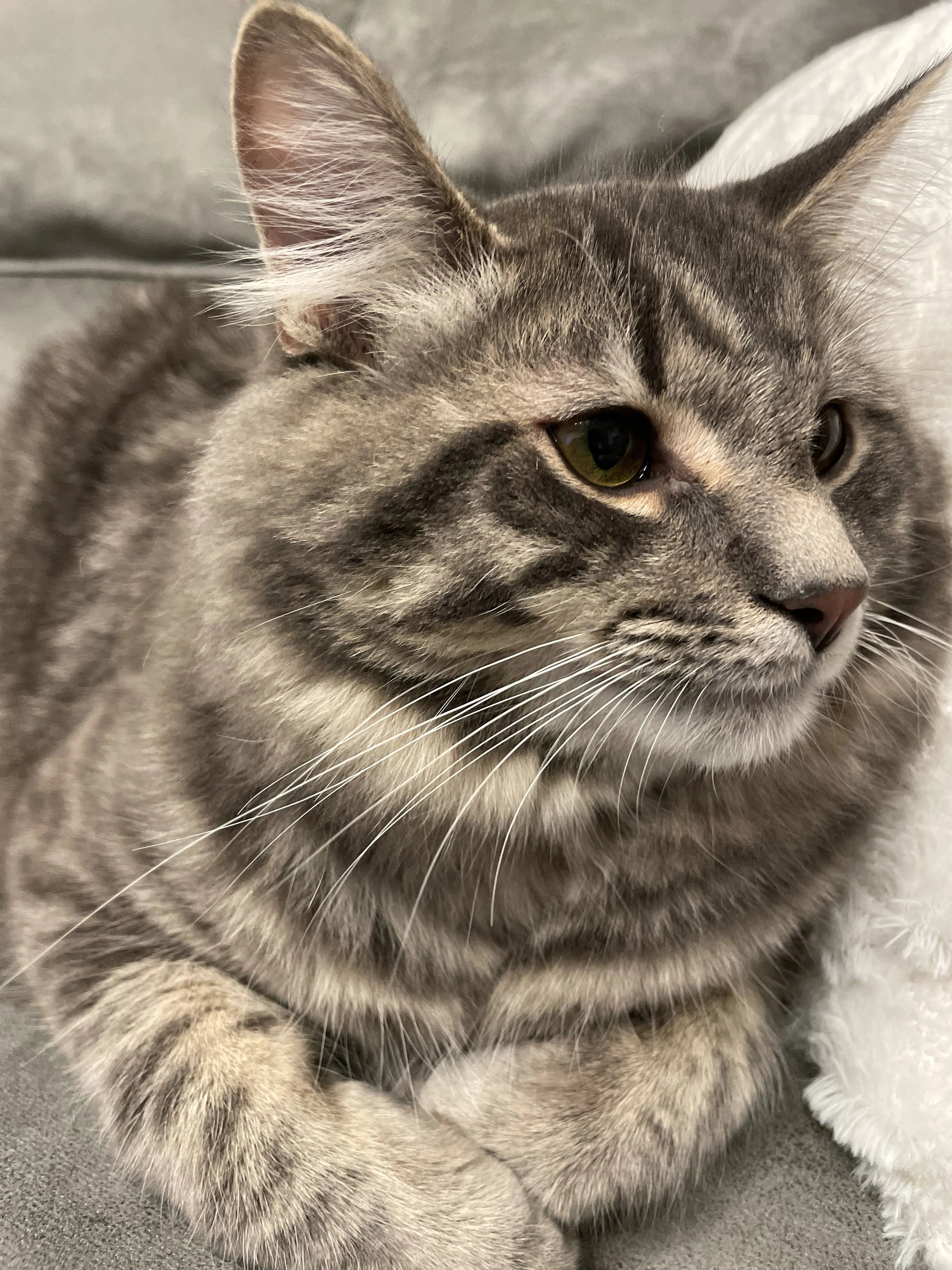 Lost pet-1
