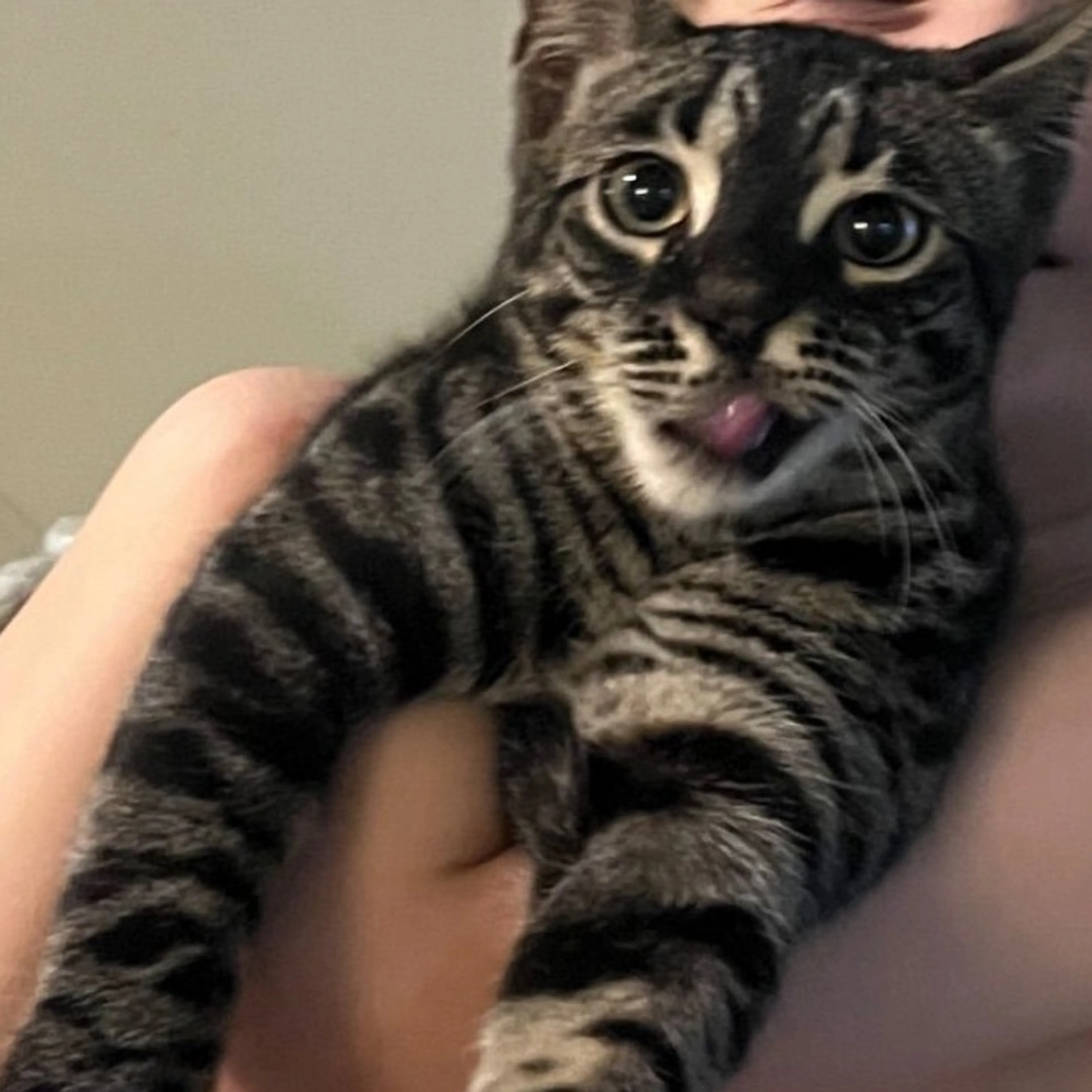 Lost pet-0