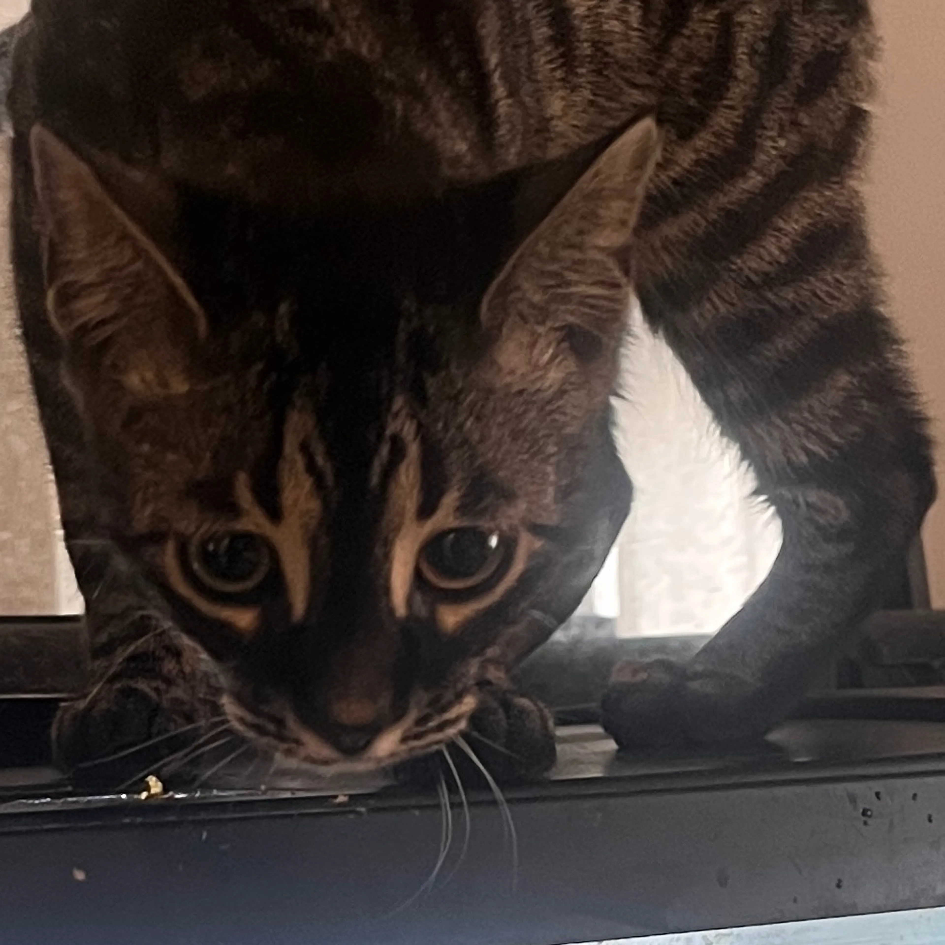 Lost pet-1