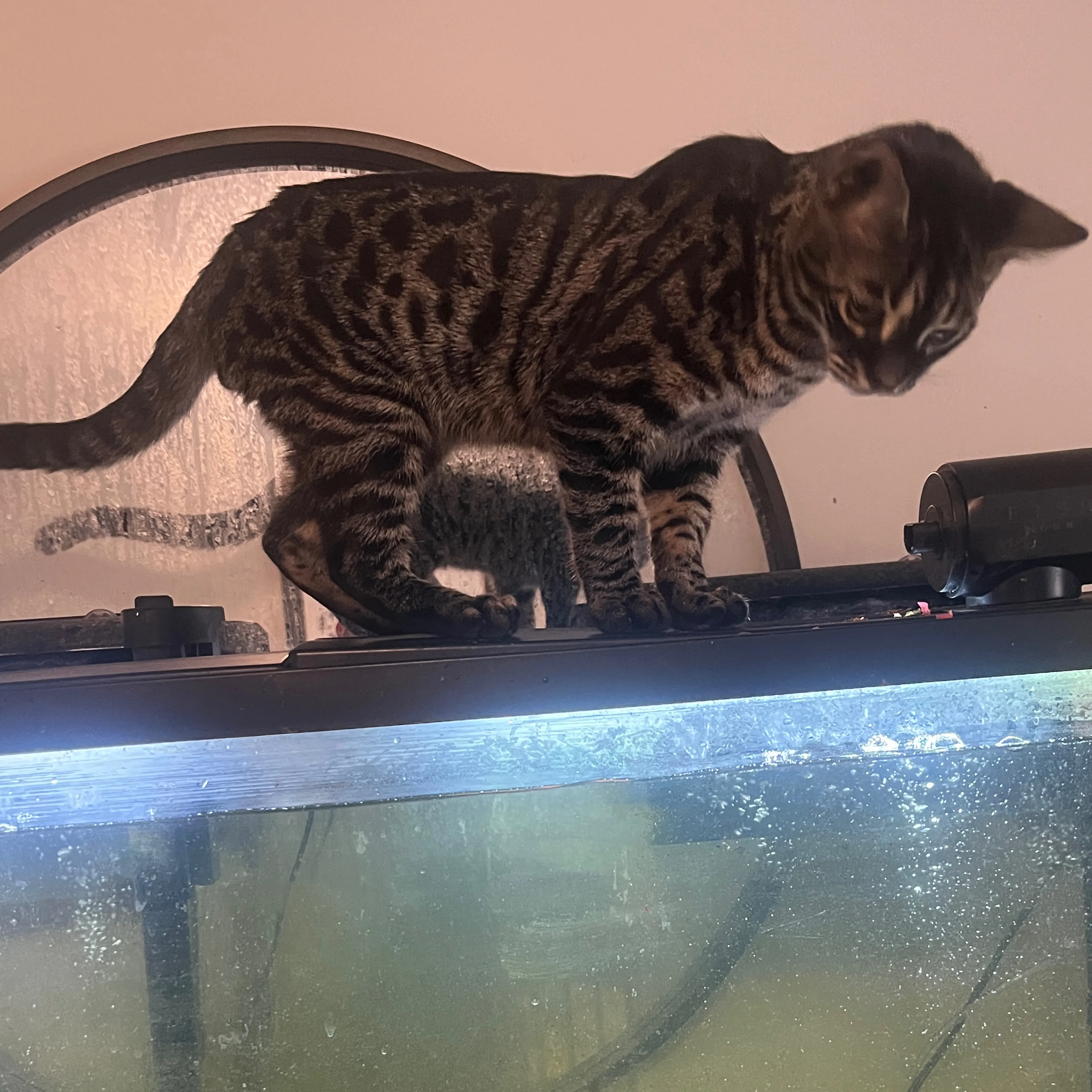Lost pet-2