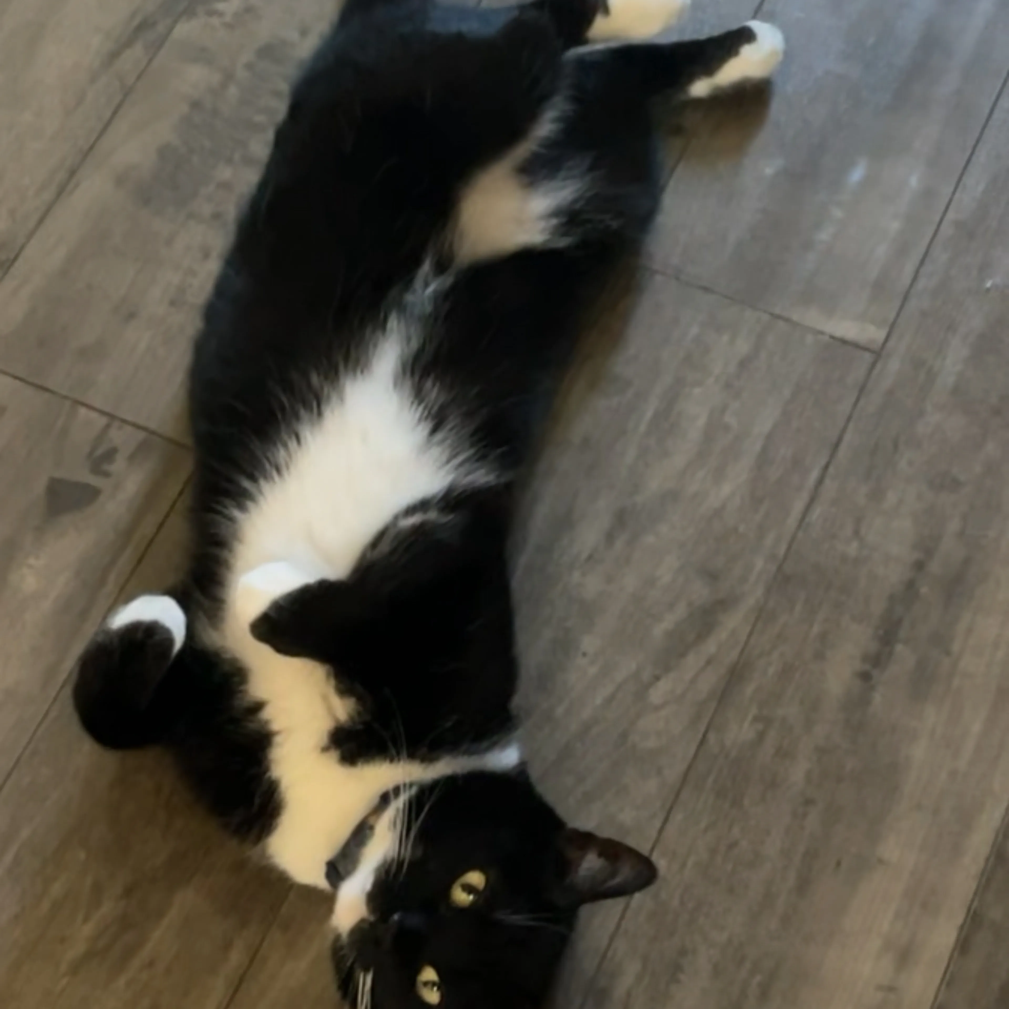 Lost pet-1