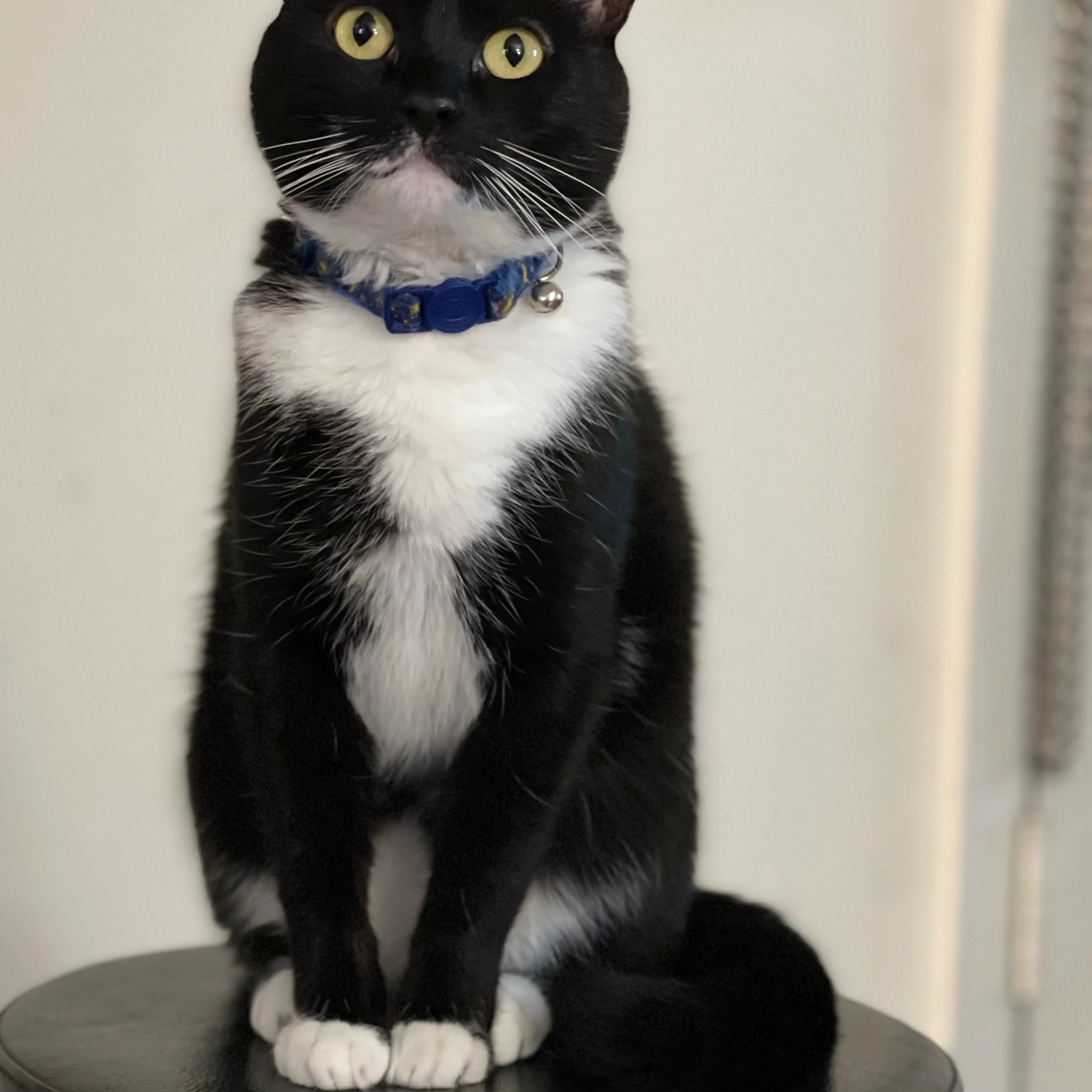 Lost pet-3