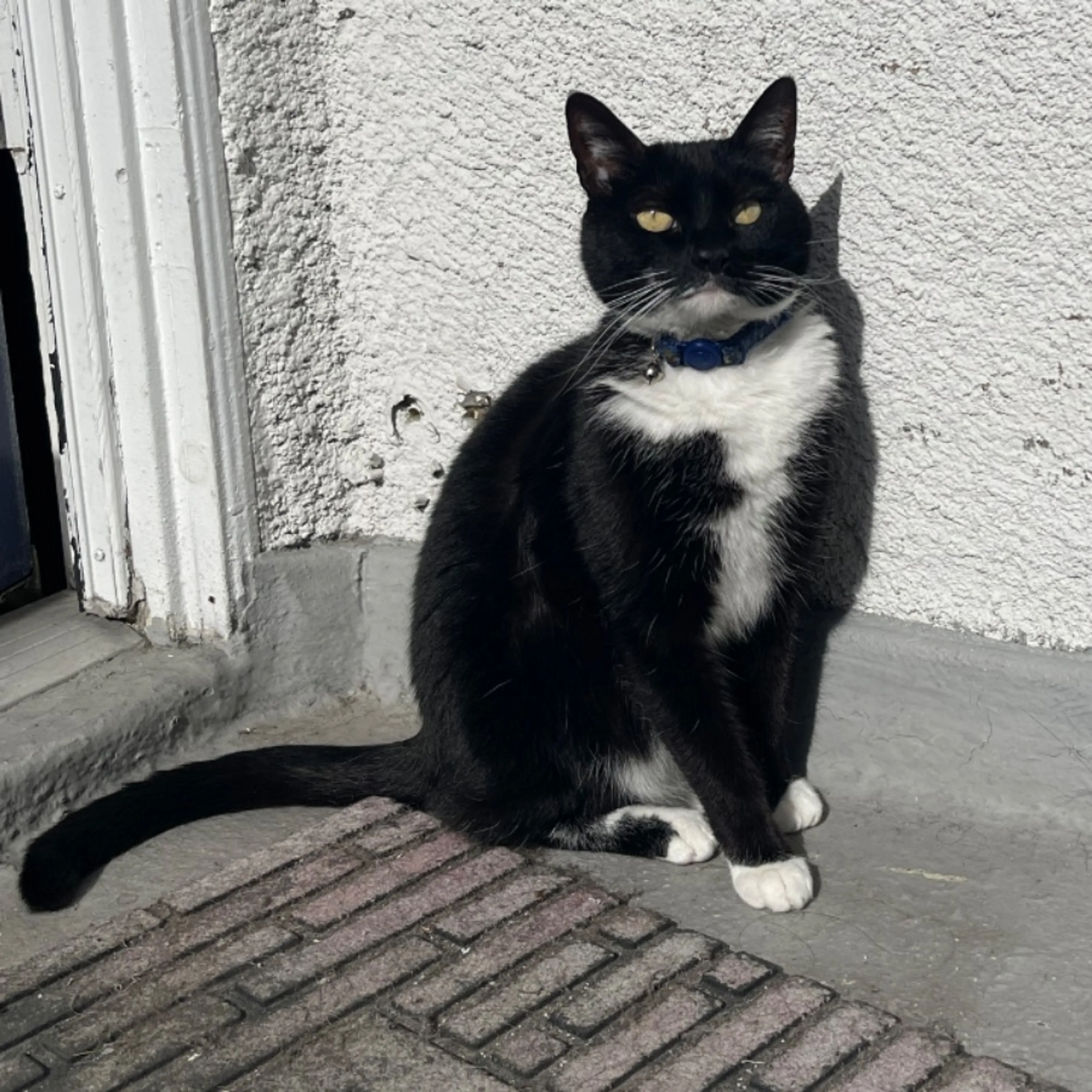 Lost pet-0