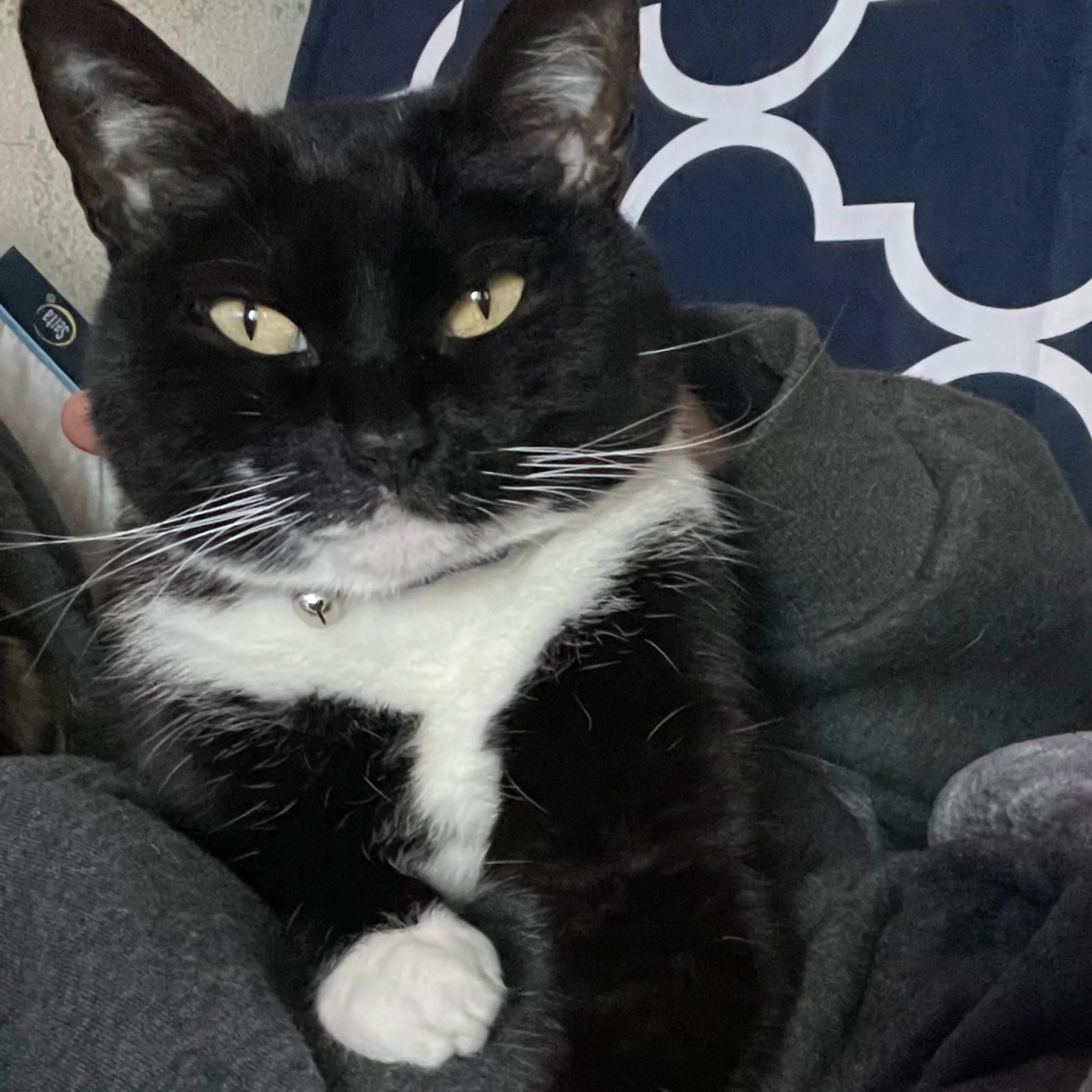 Lost pet-2