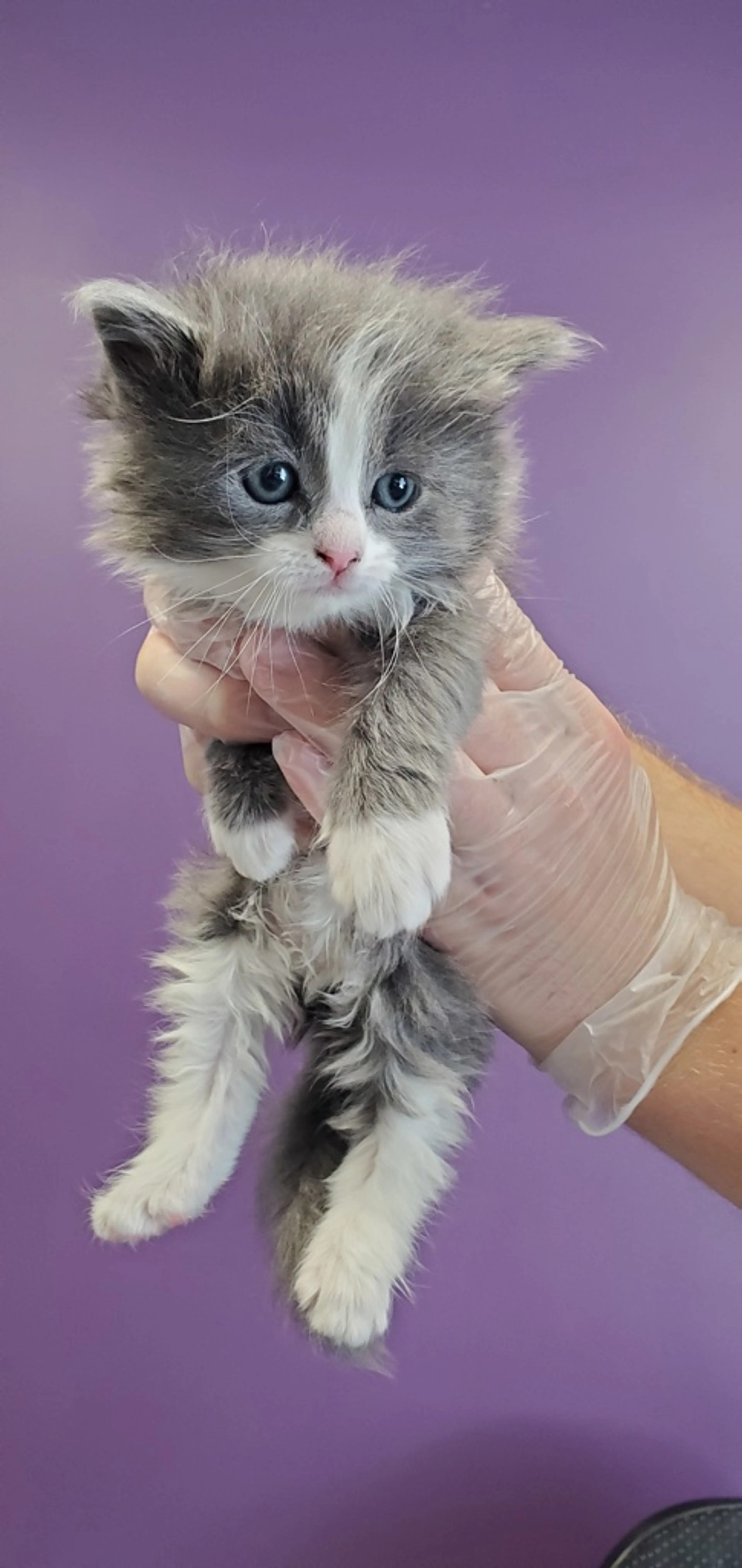 Found pet