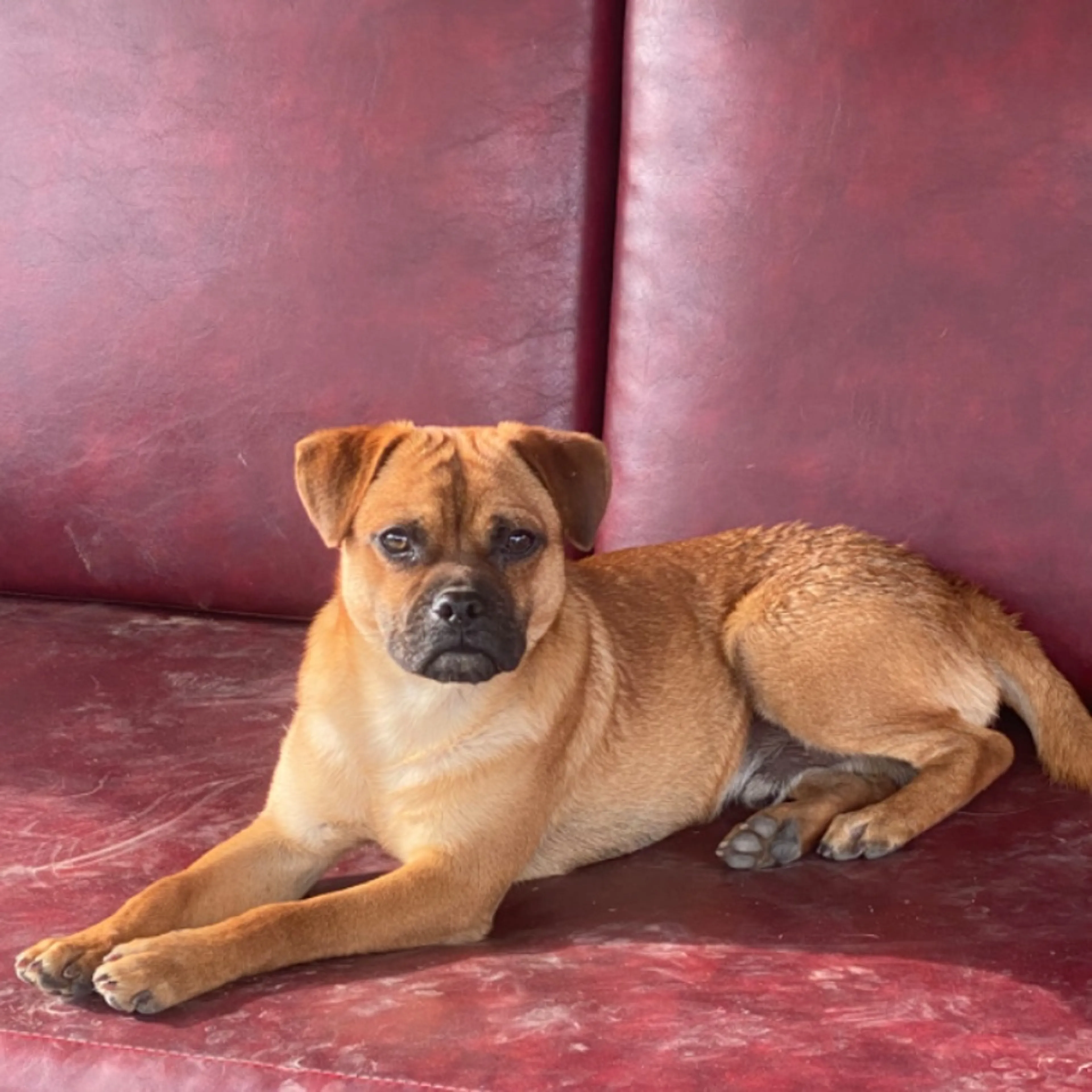 Found pet
