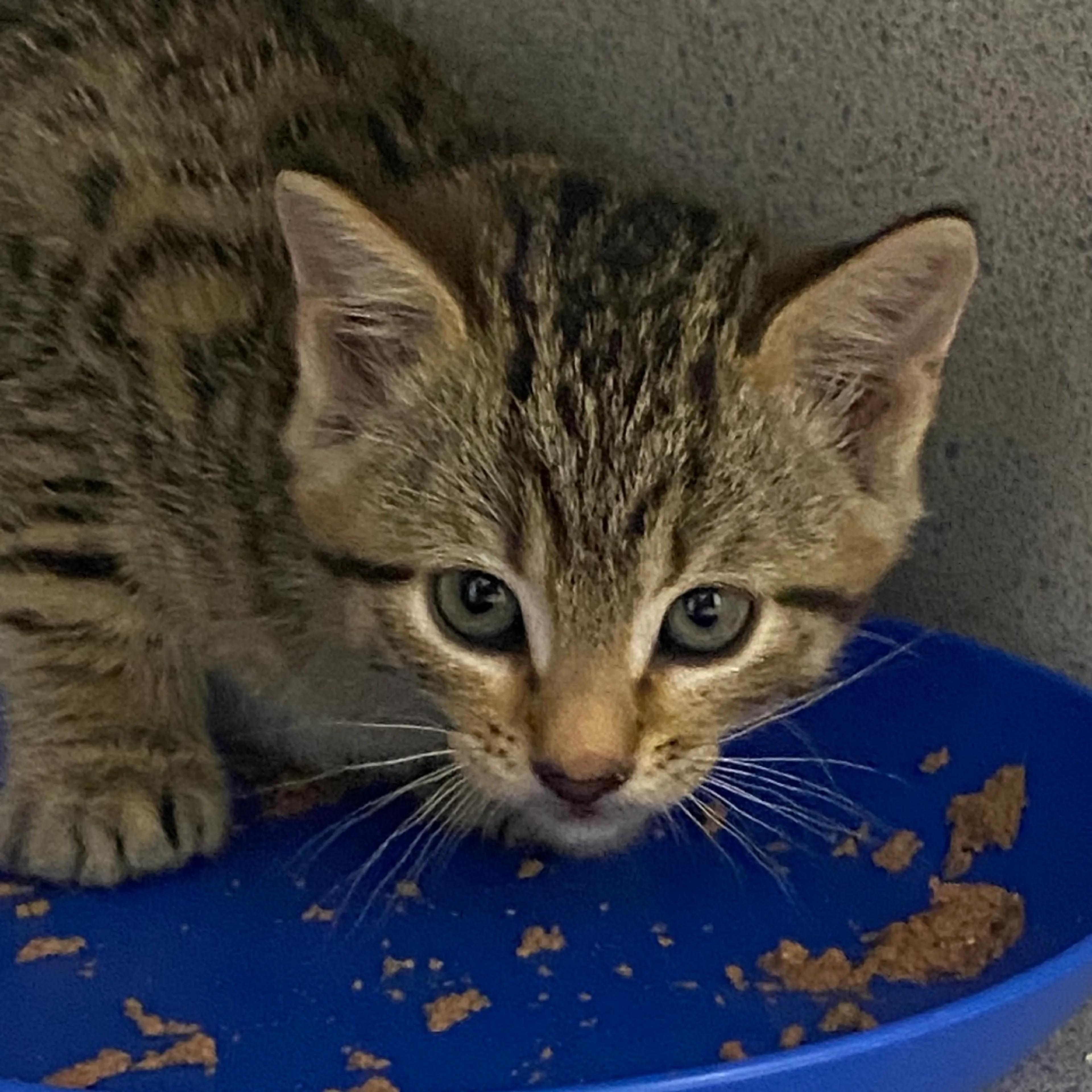 Found pet