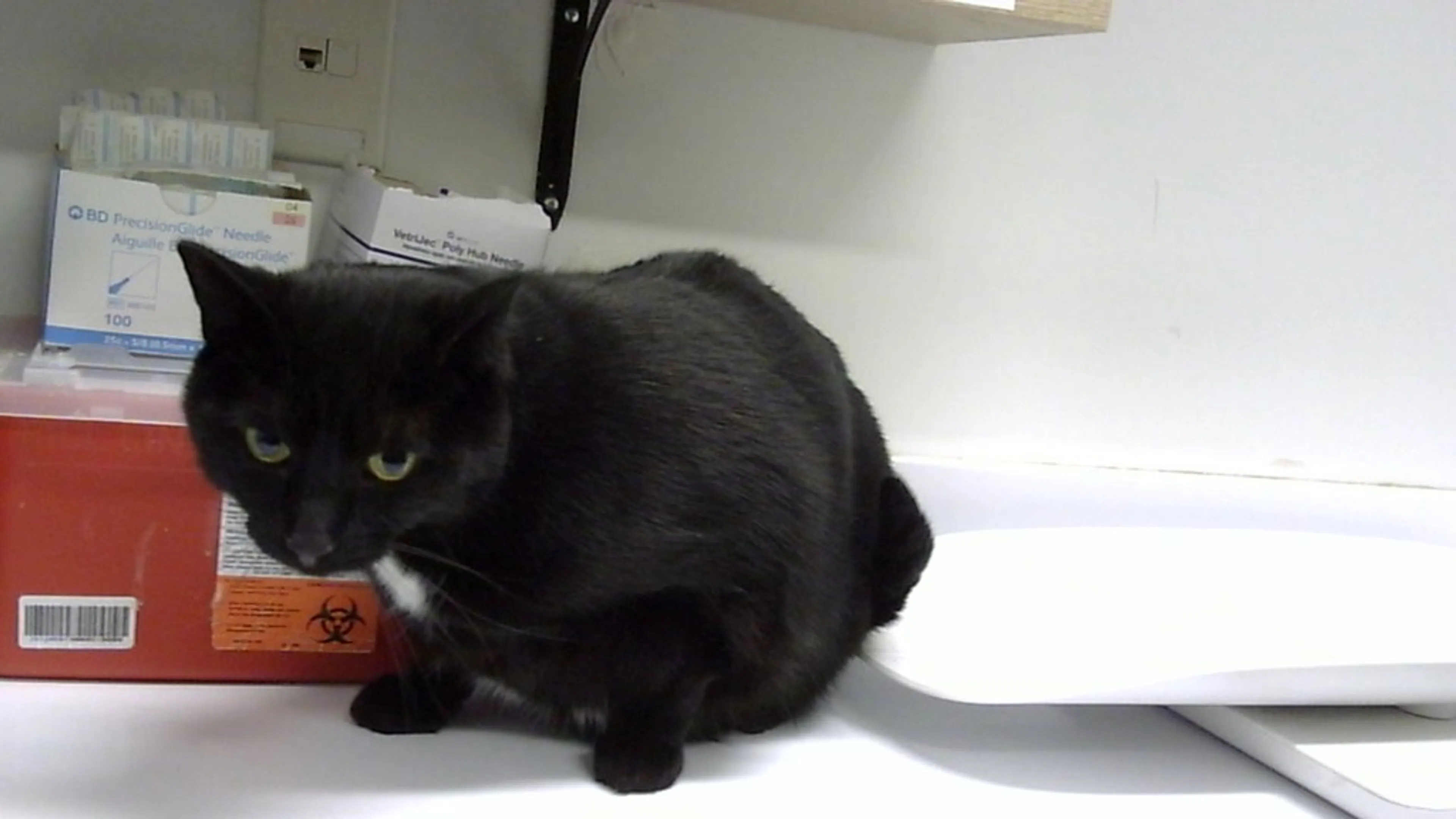 Found pet