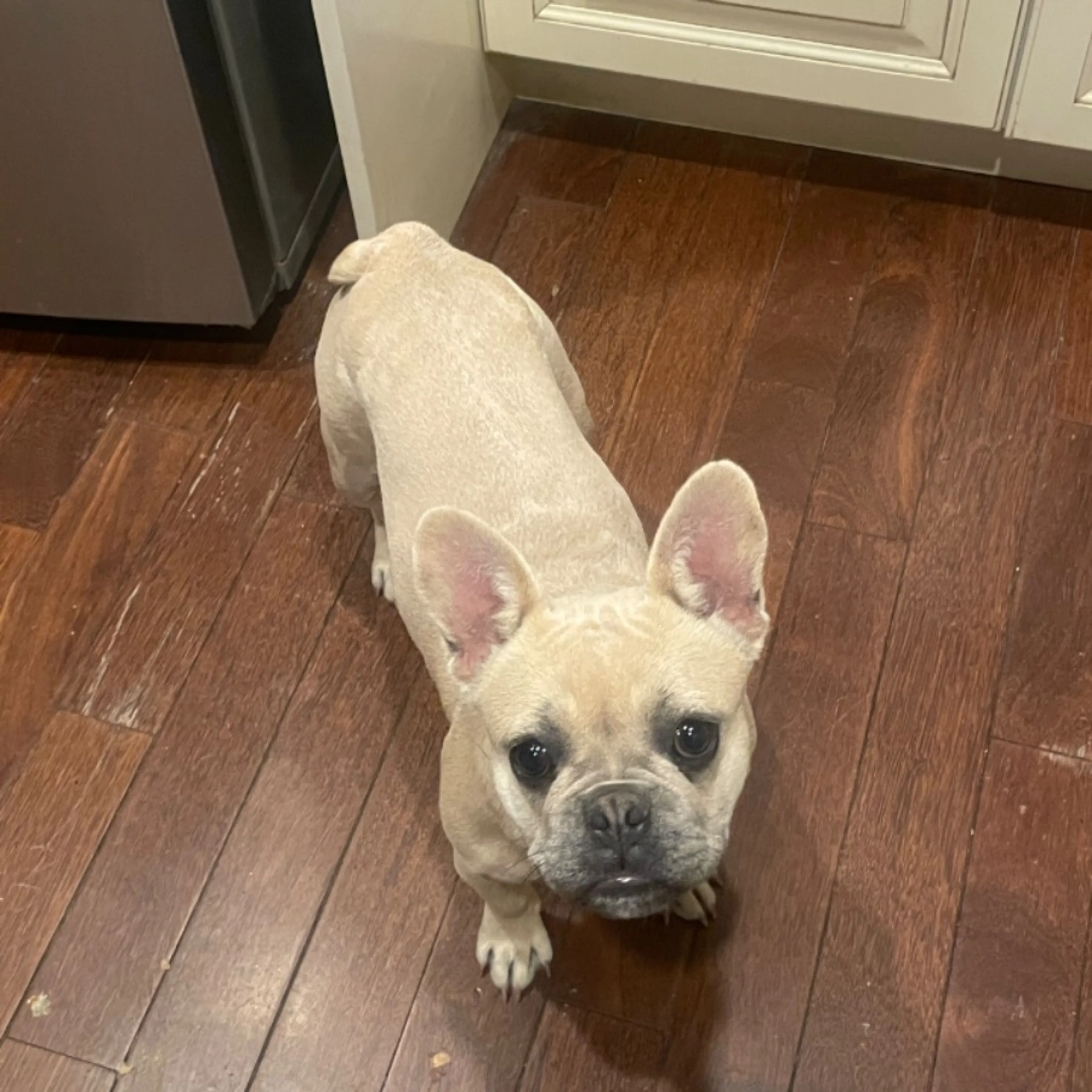 Lost pet