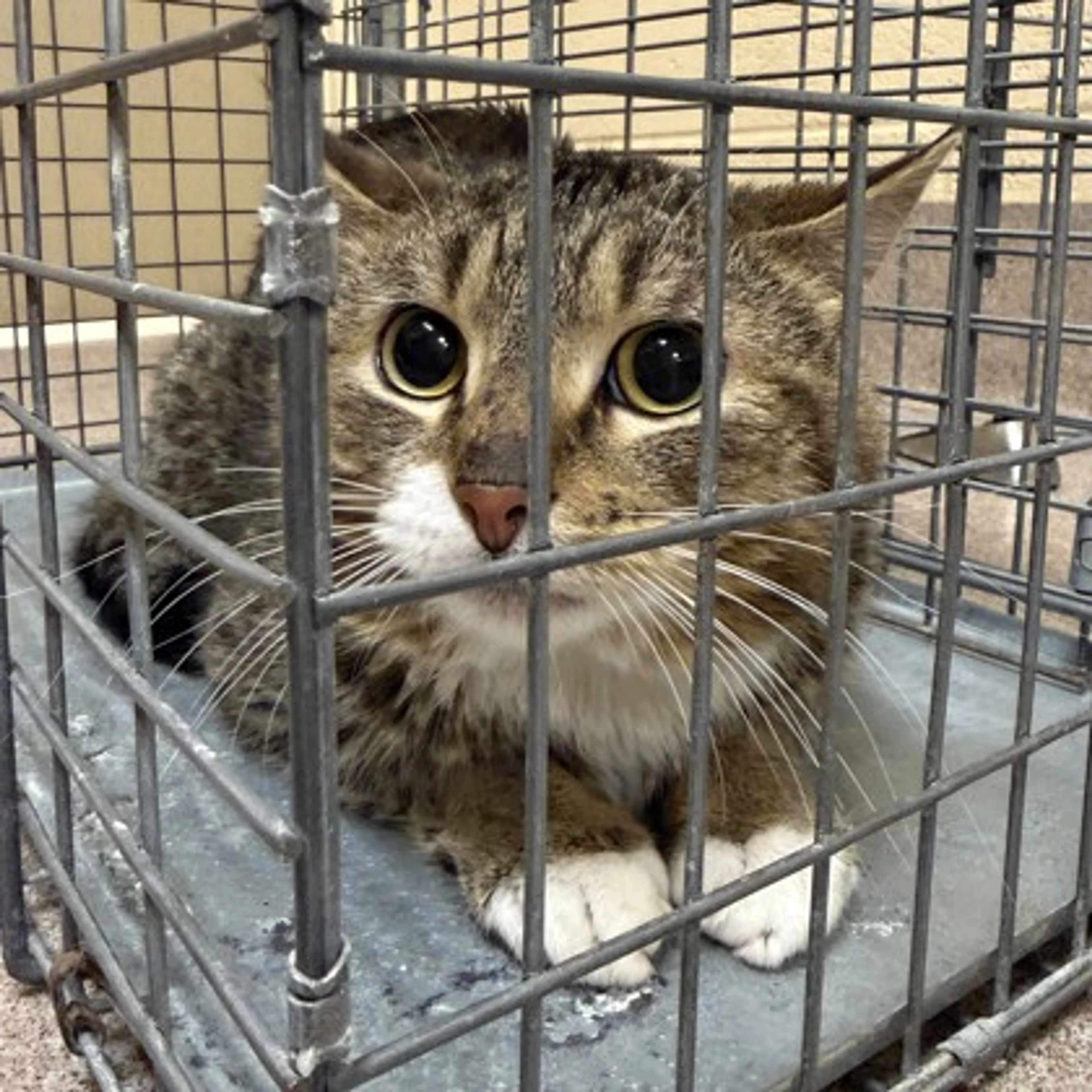 Found pet