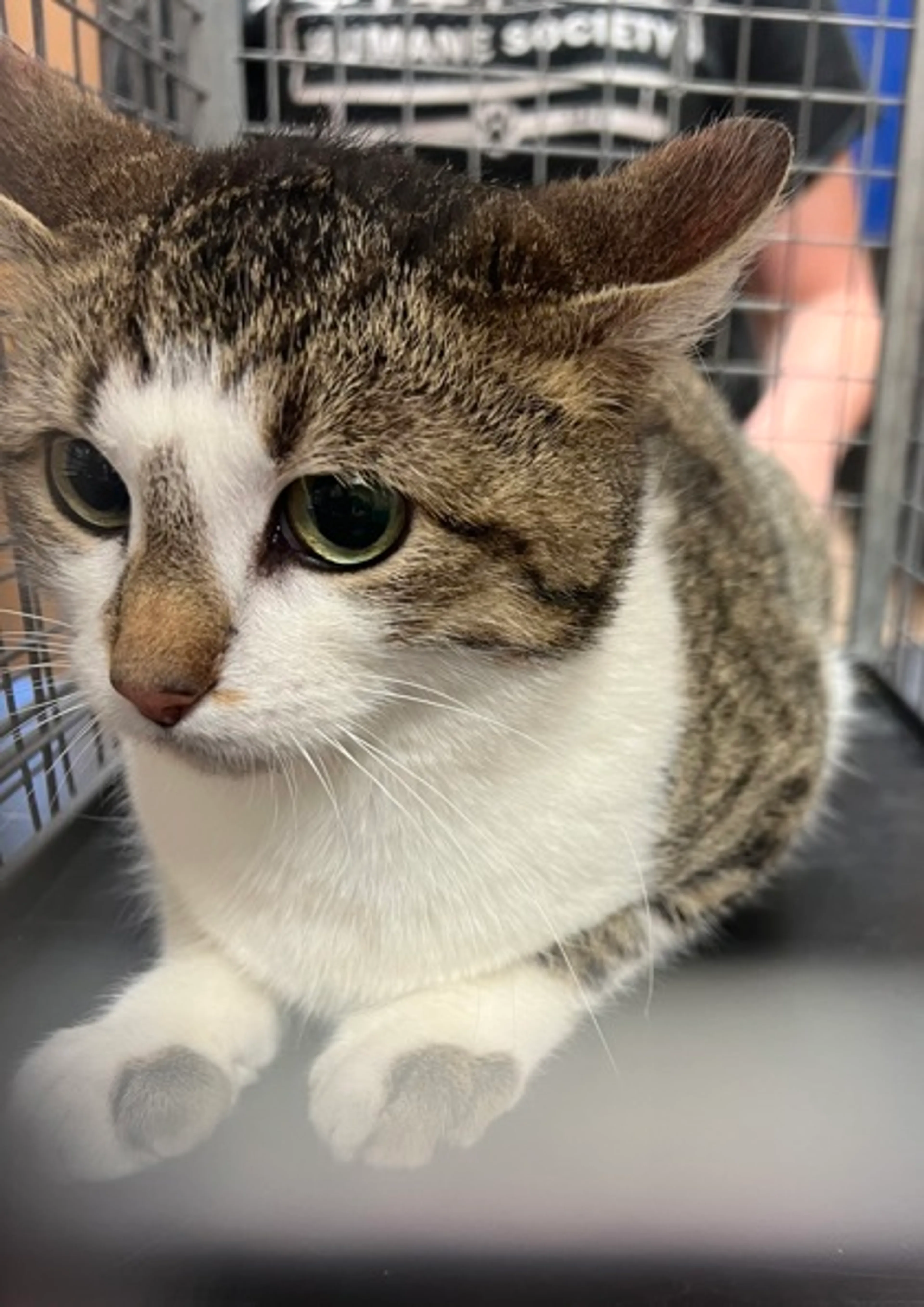 Found pet