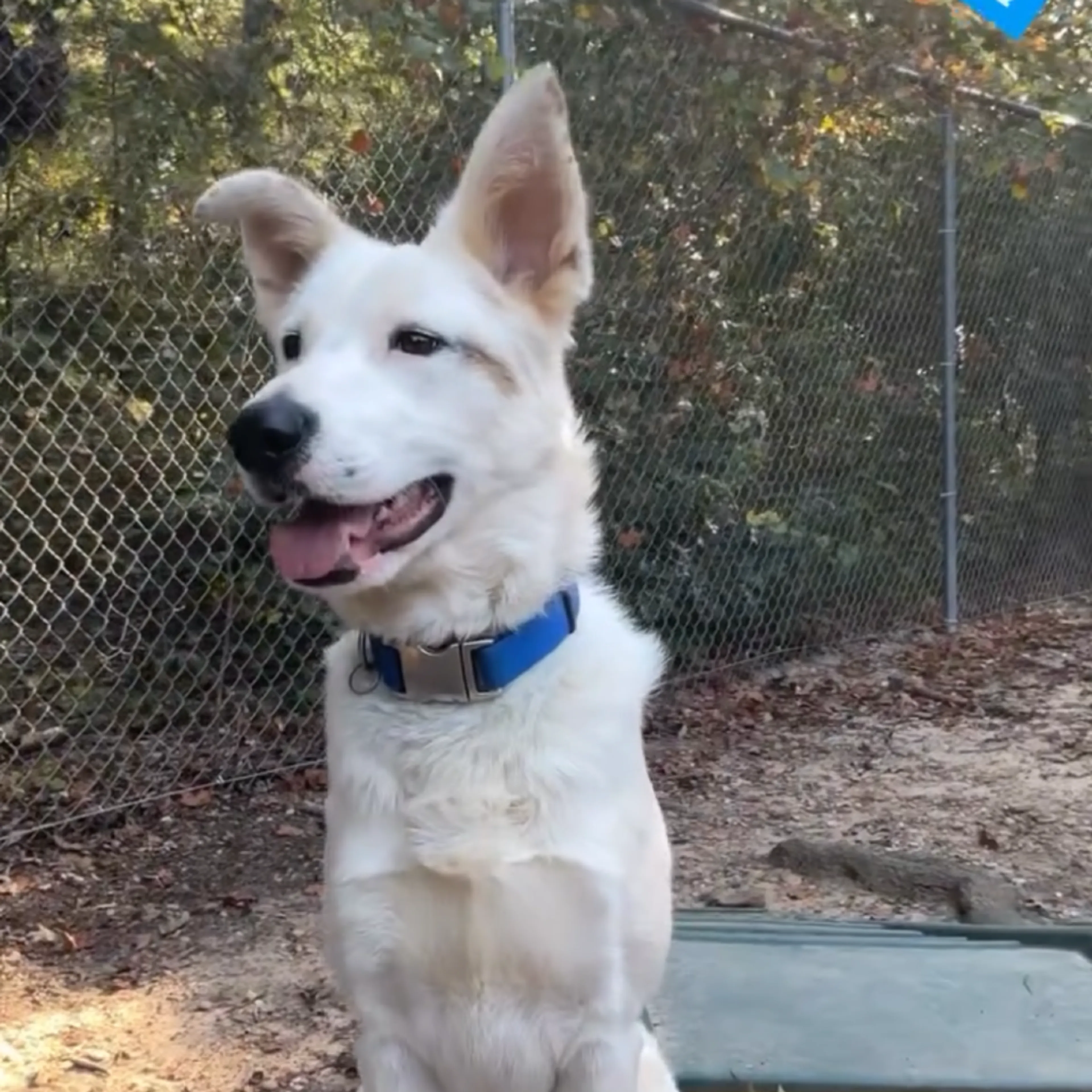 Found pet-2