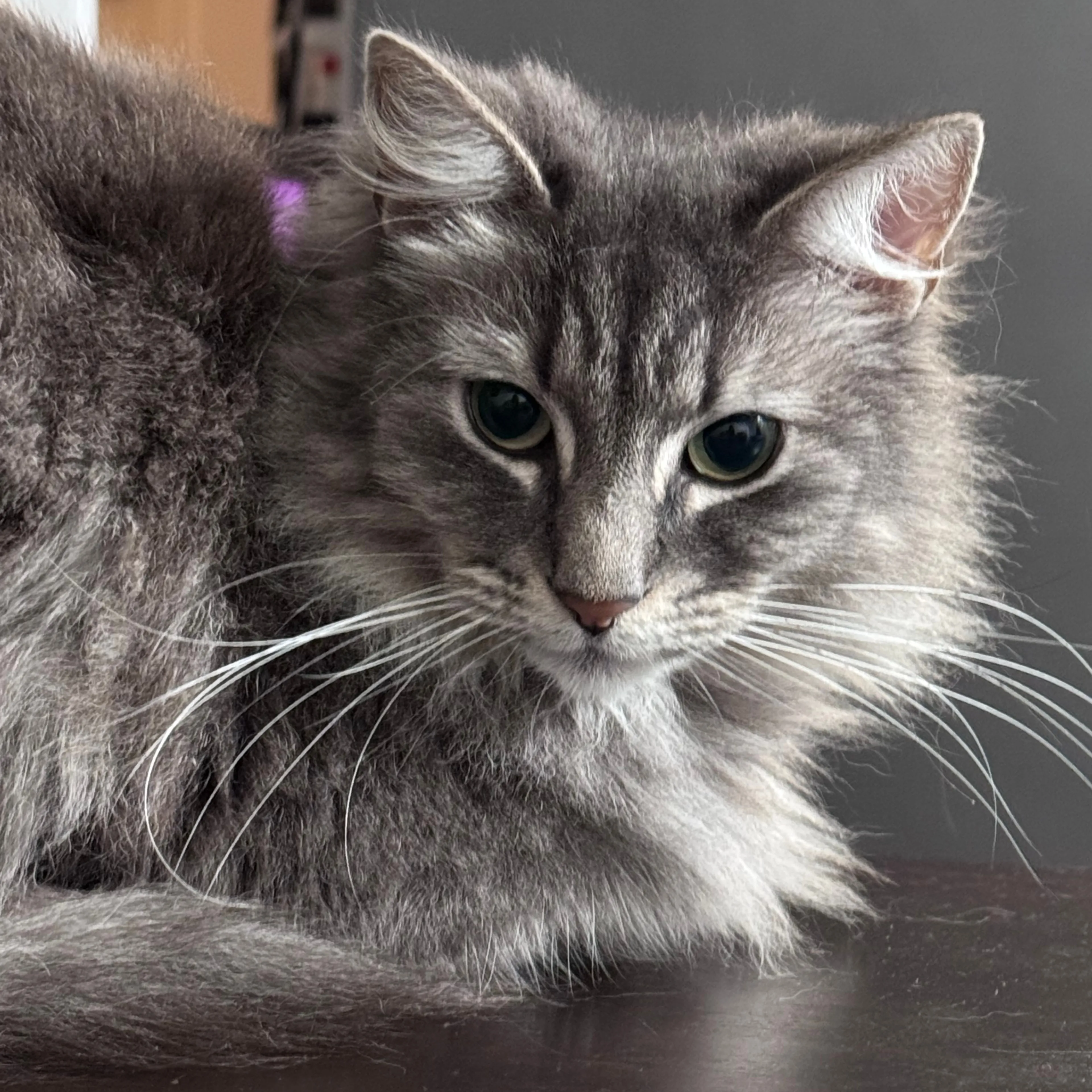 Lost pet-1