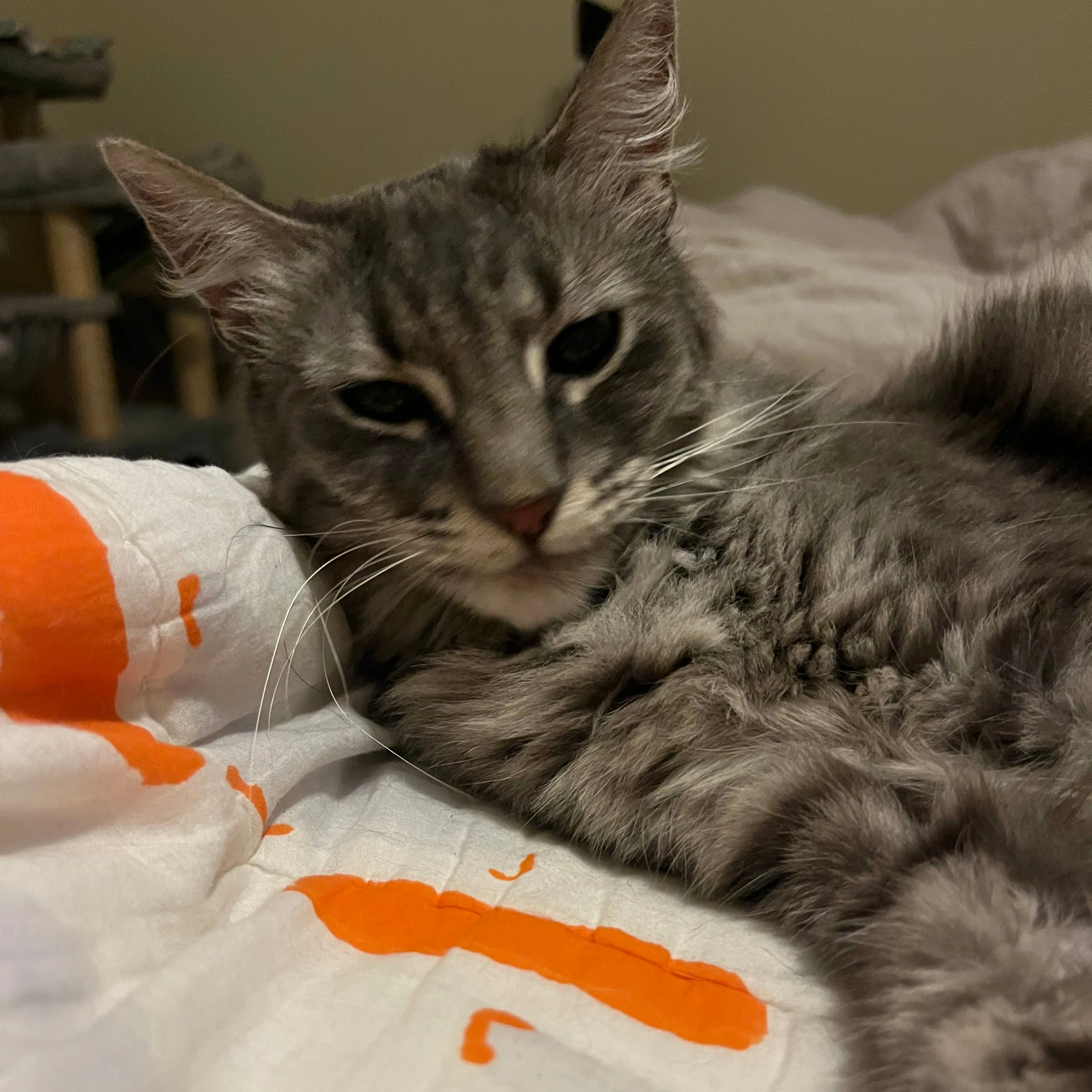 Lost pet-2