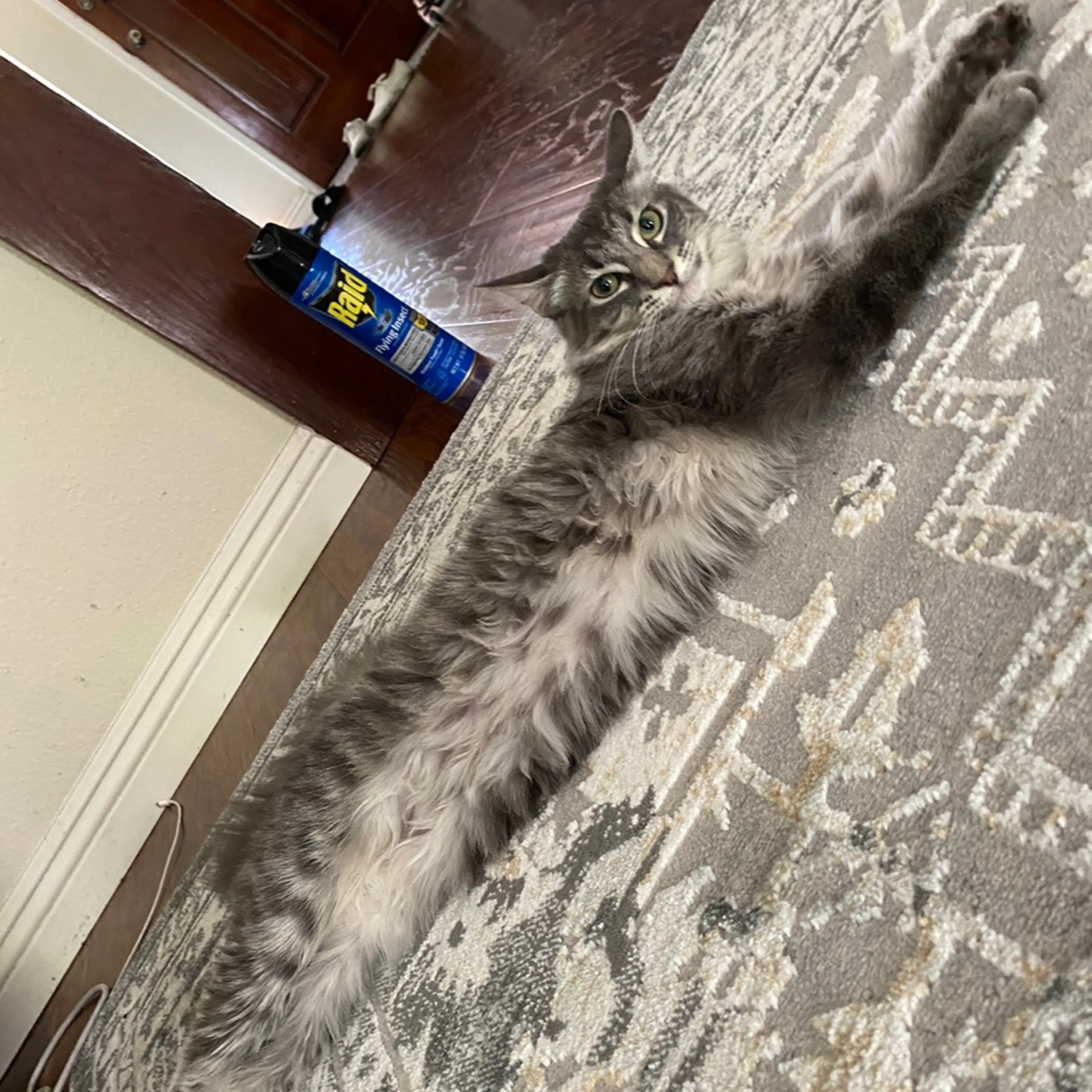 Lost pet-3