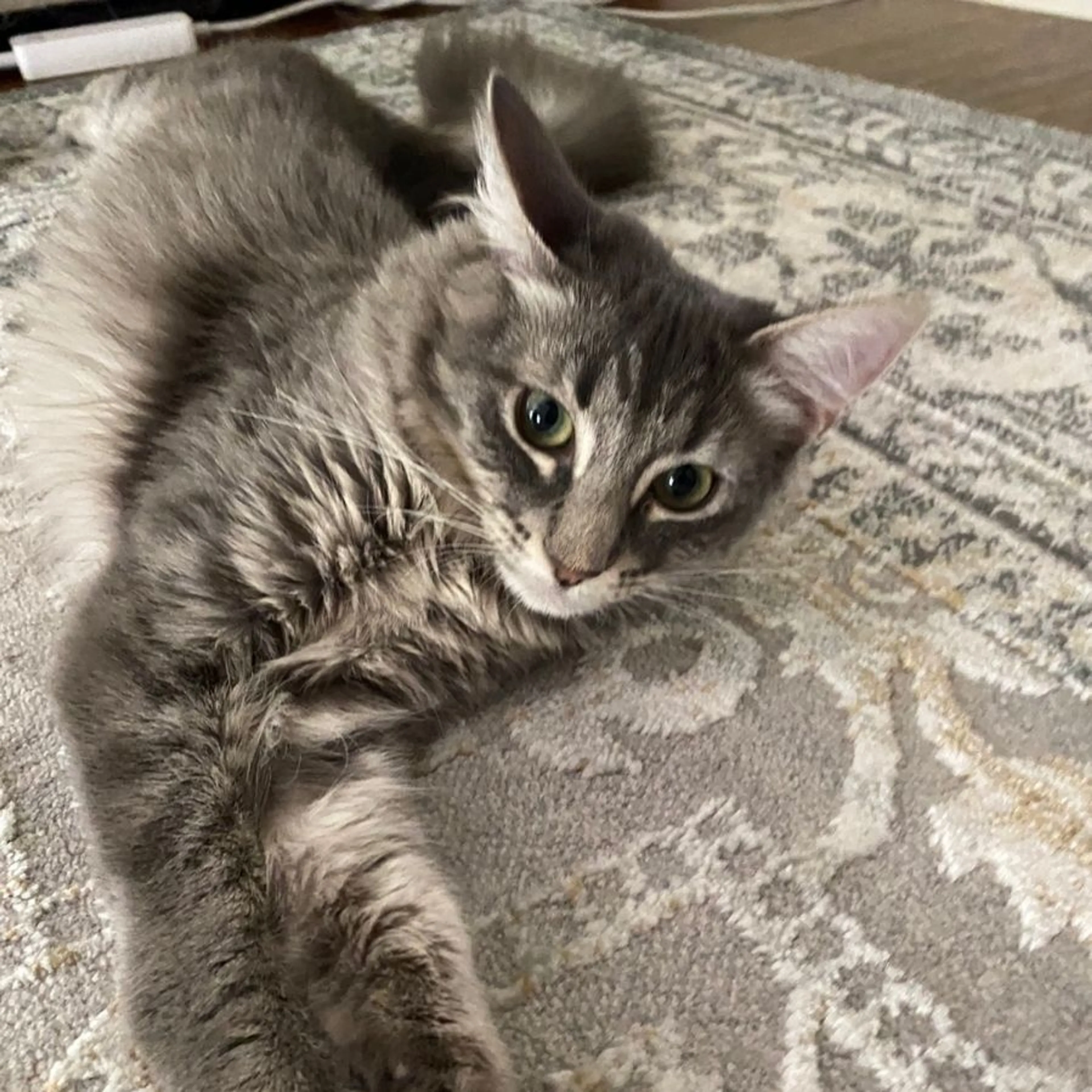 Lost pet-0