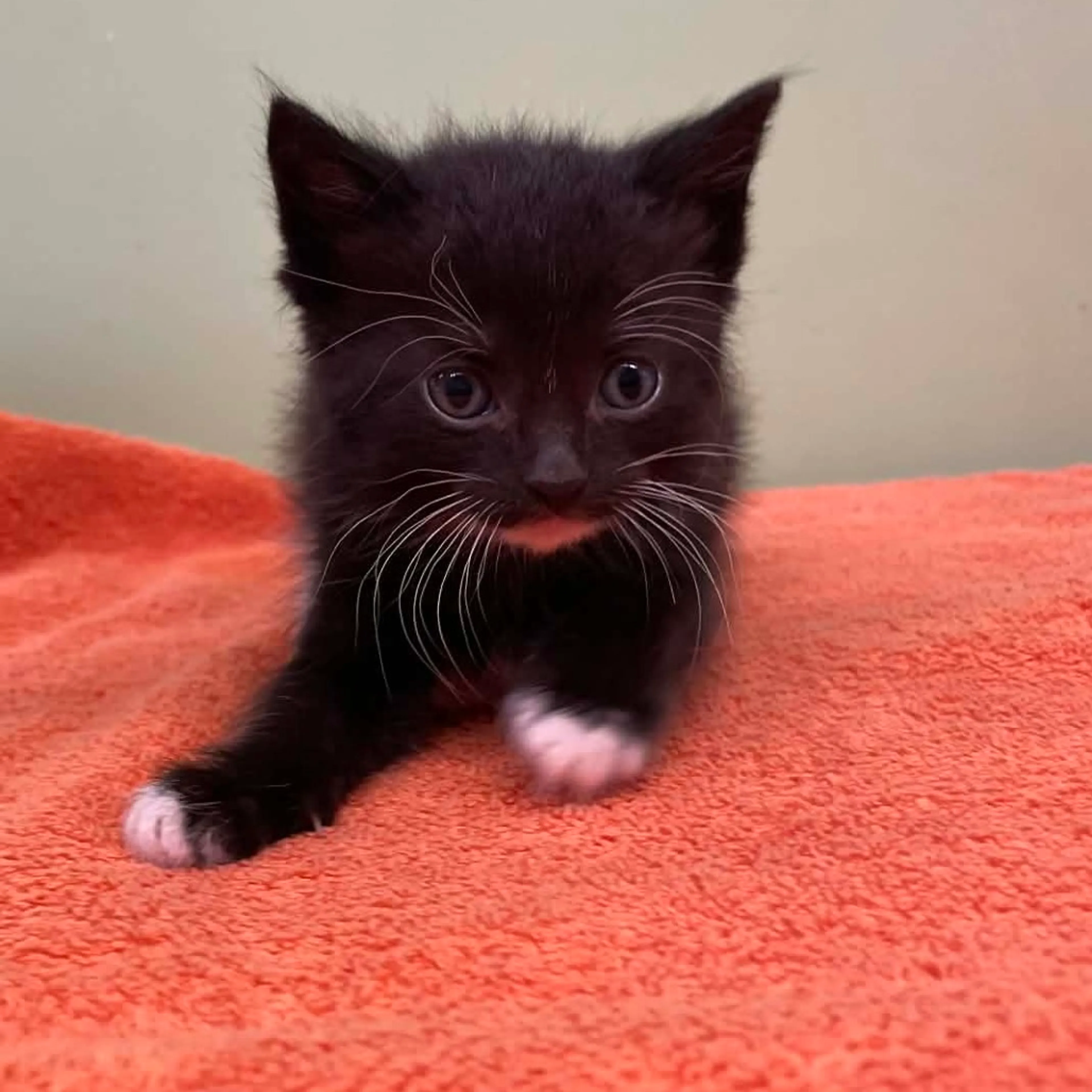 Found pet-1