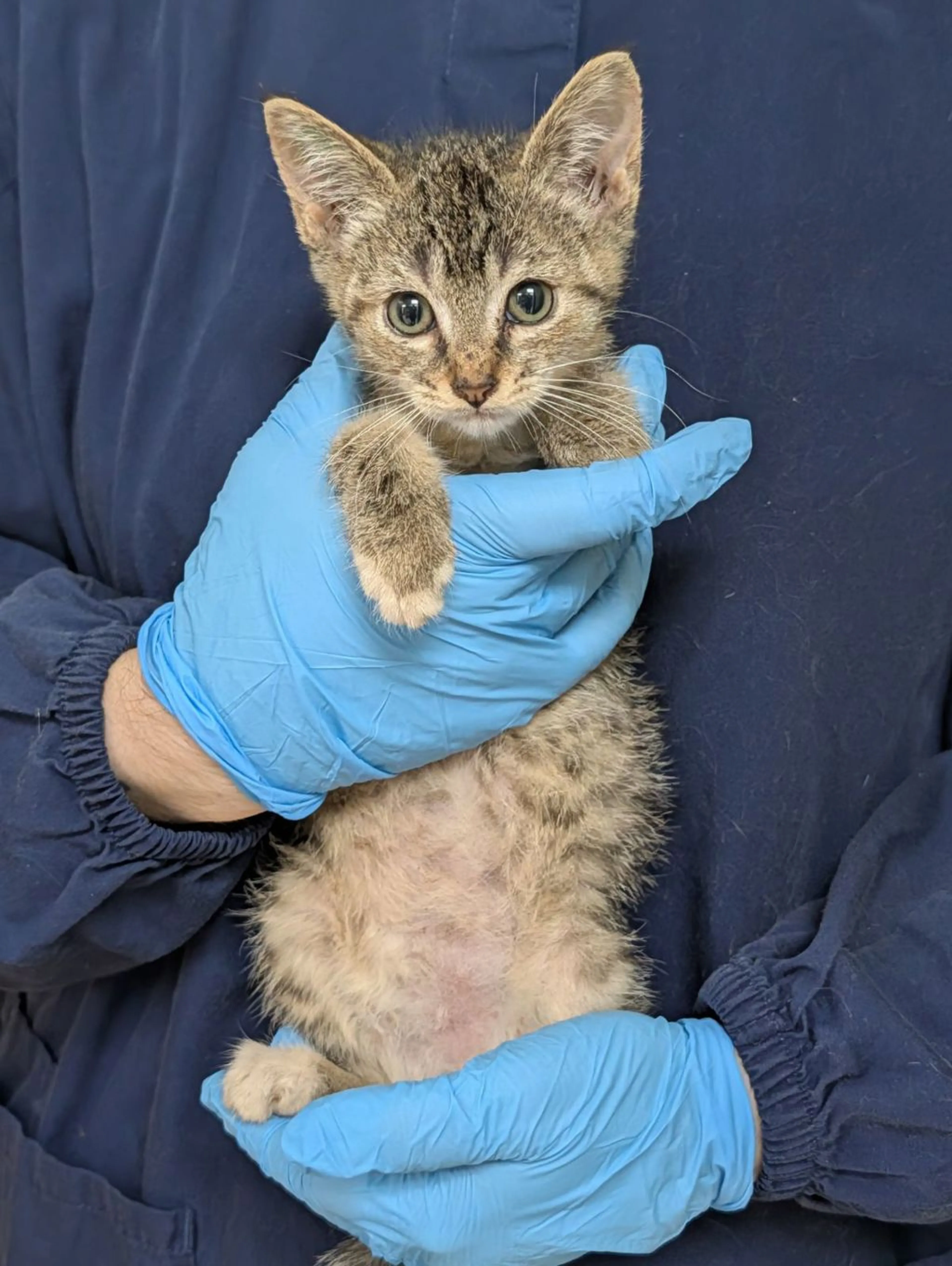 Found pet