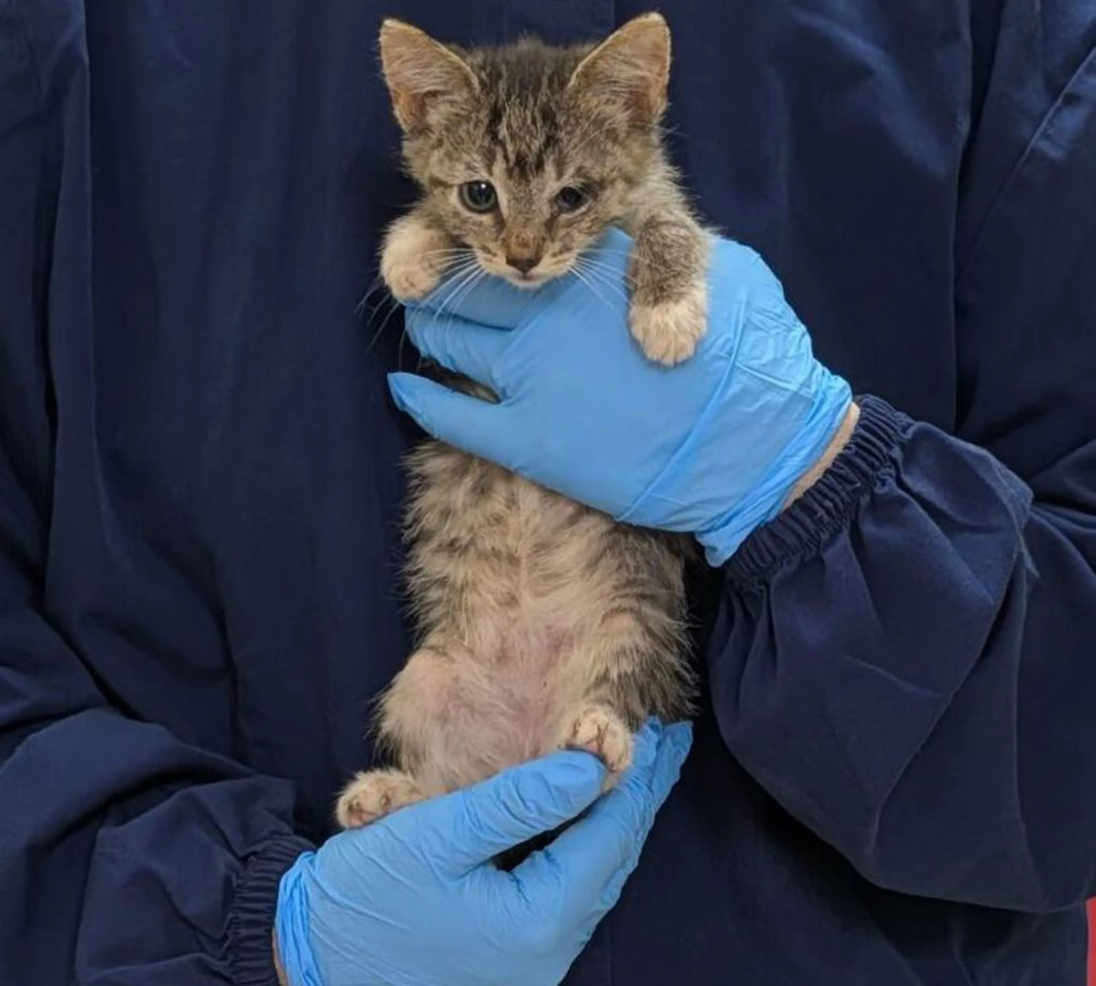 Found pet