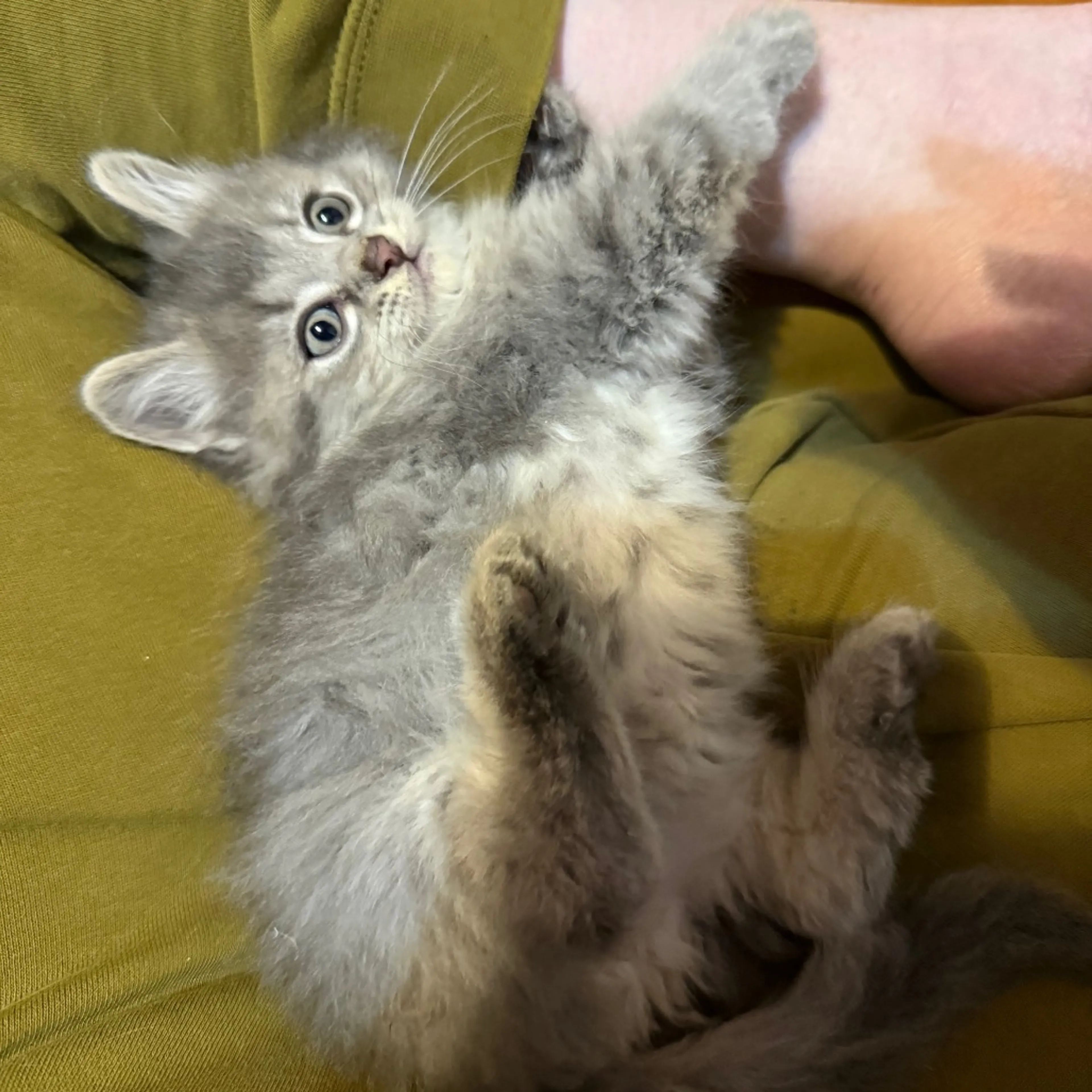 Found pet-1