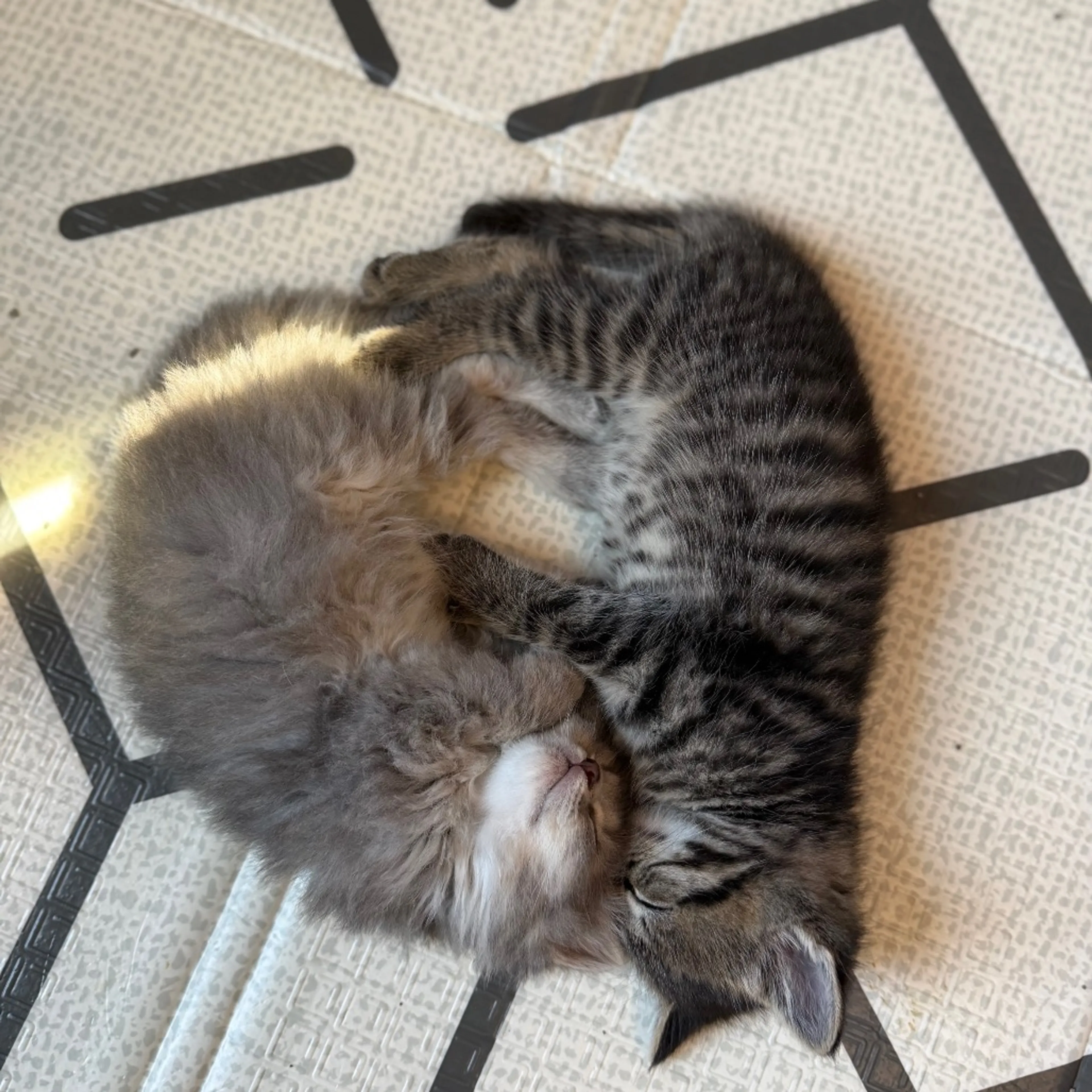 Found pet-8