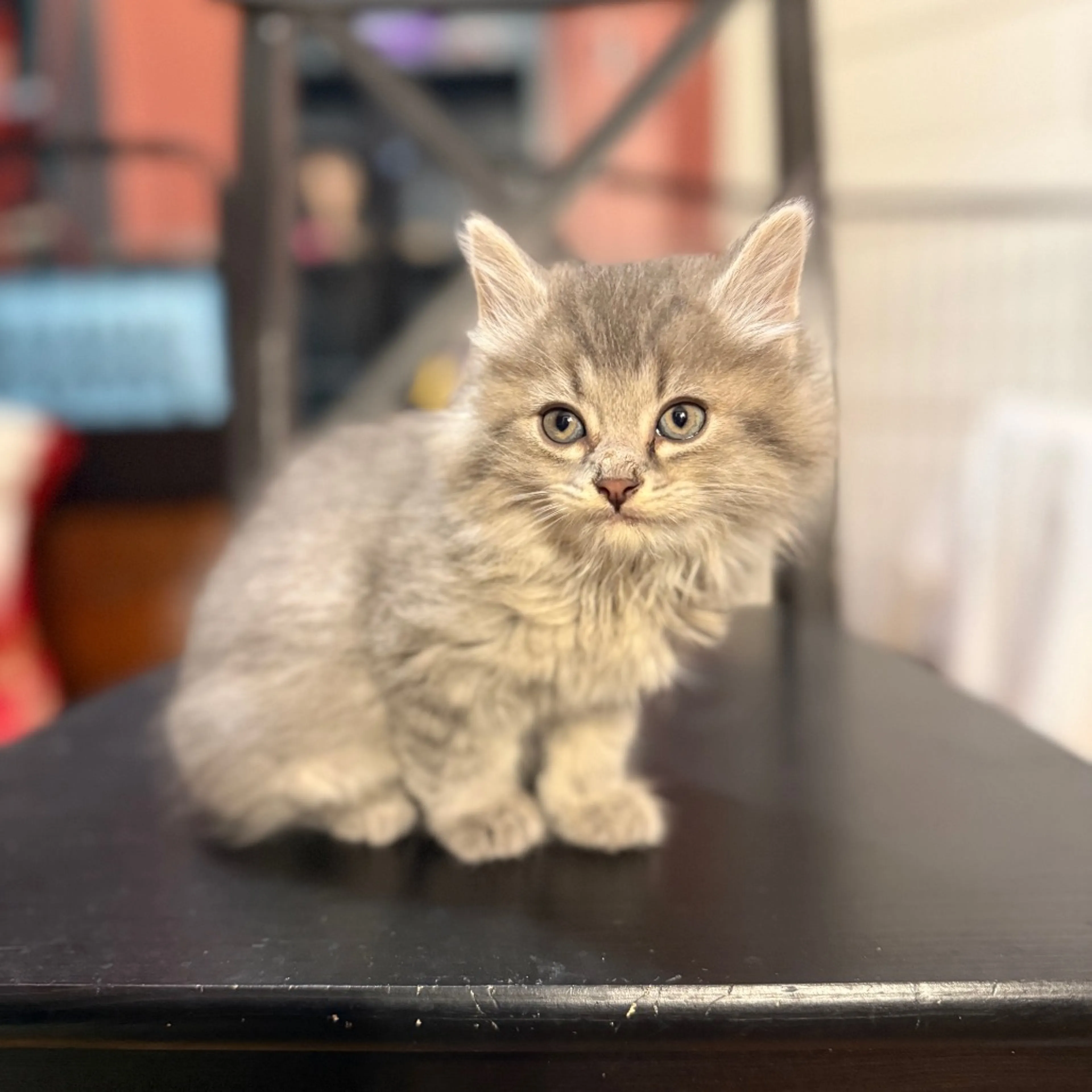 Found pet-0