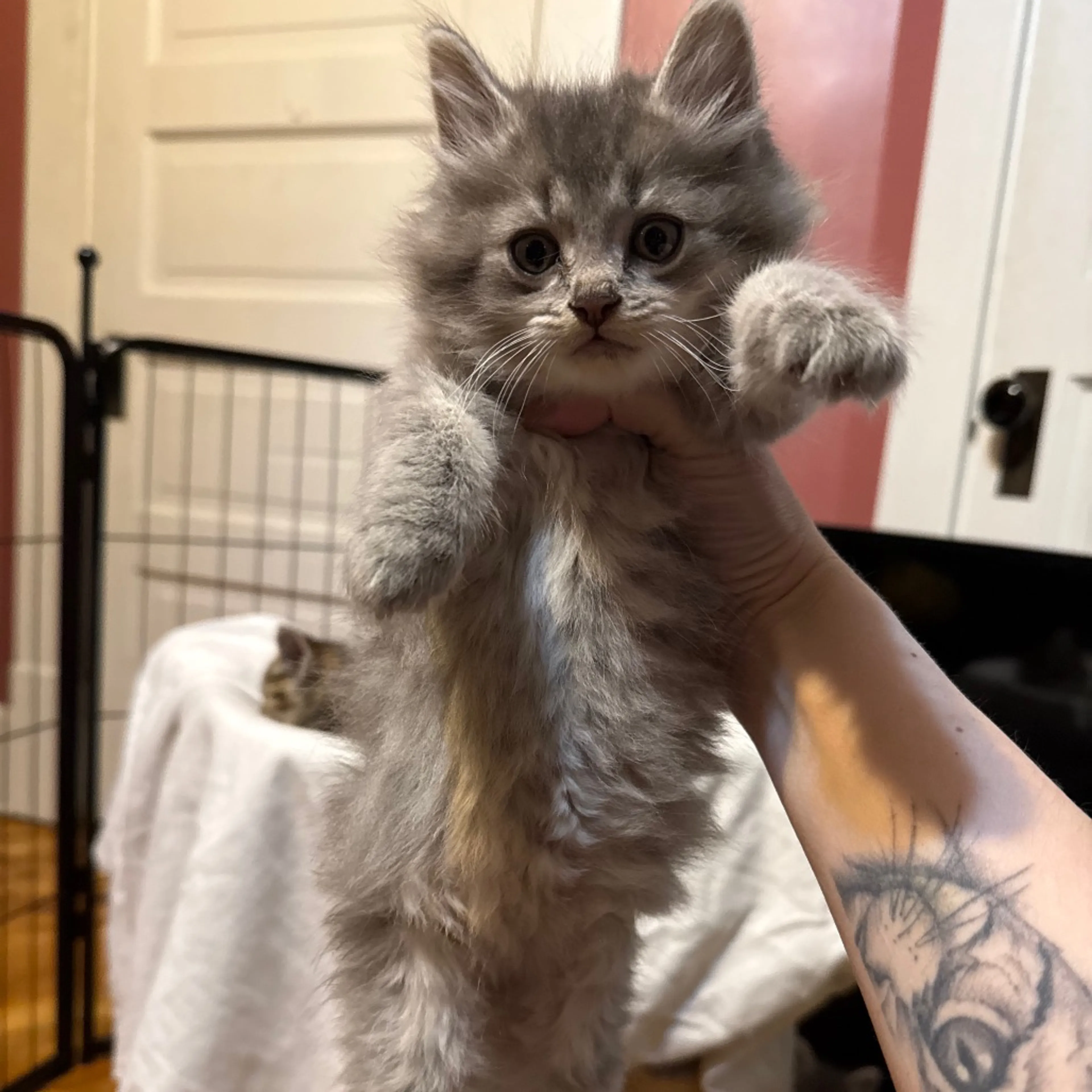 Found pet-2
