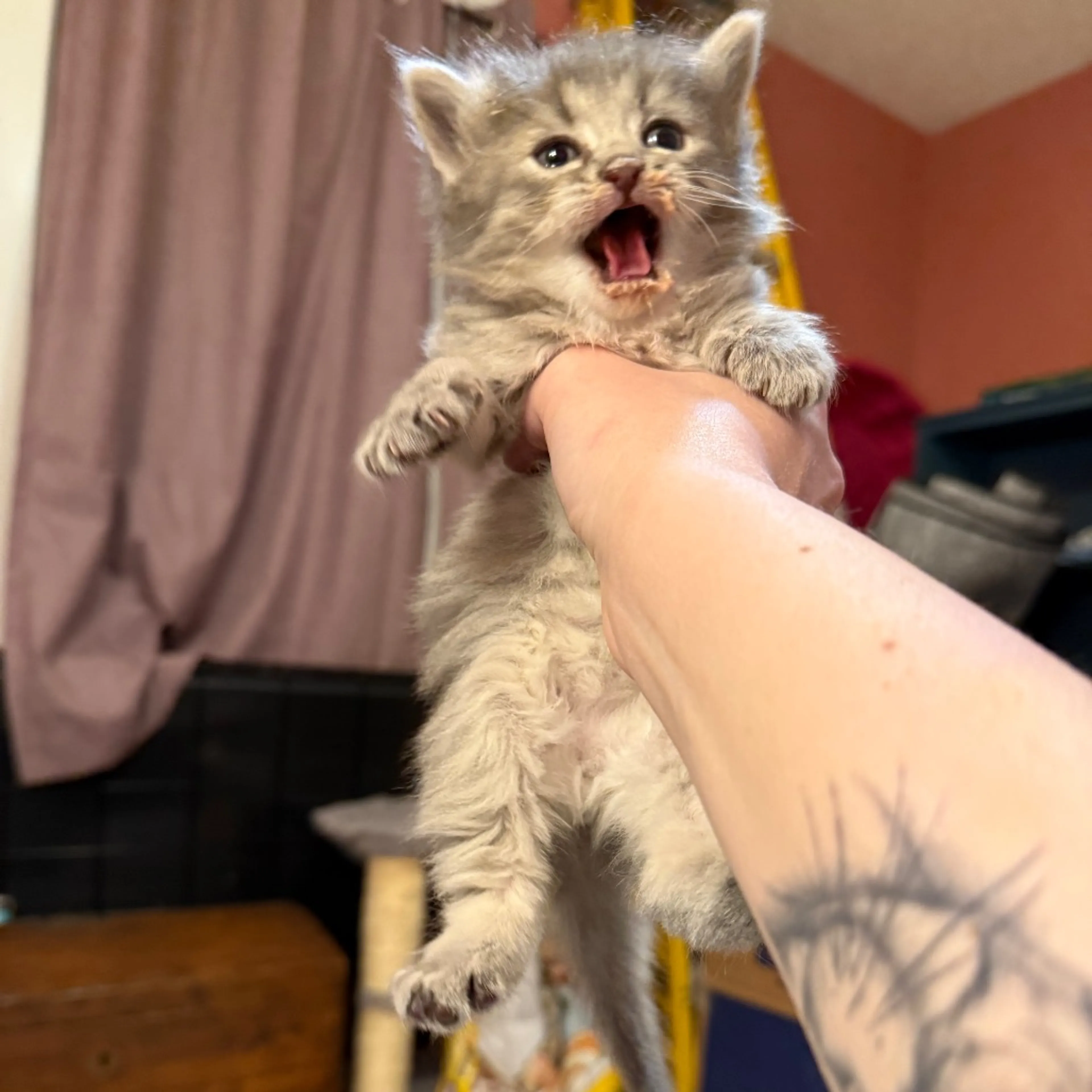 Found pet-9