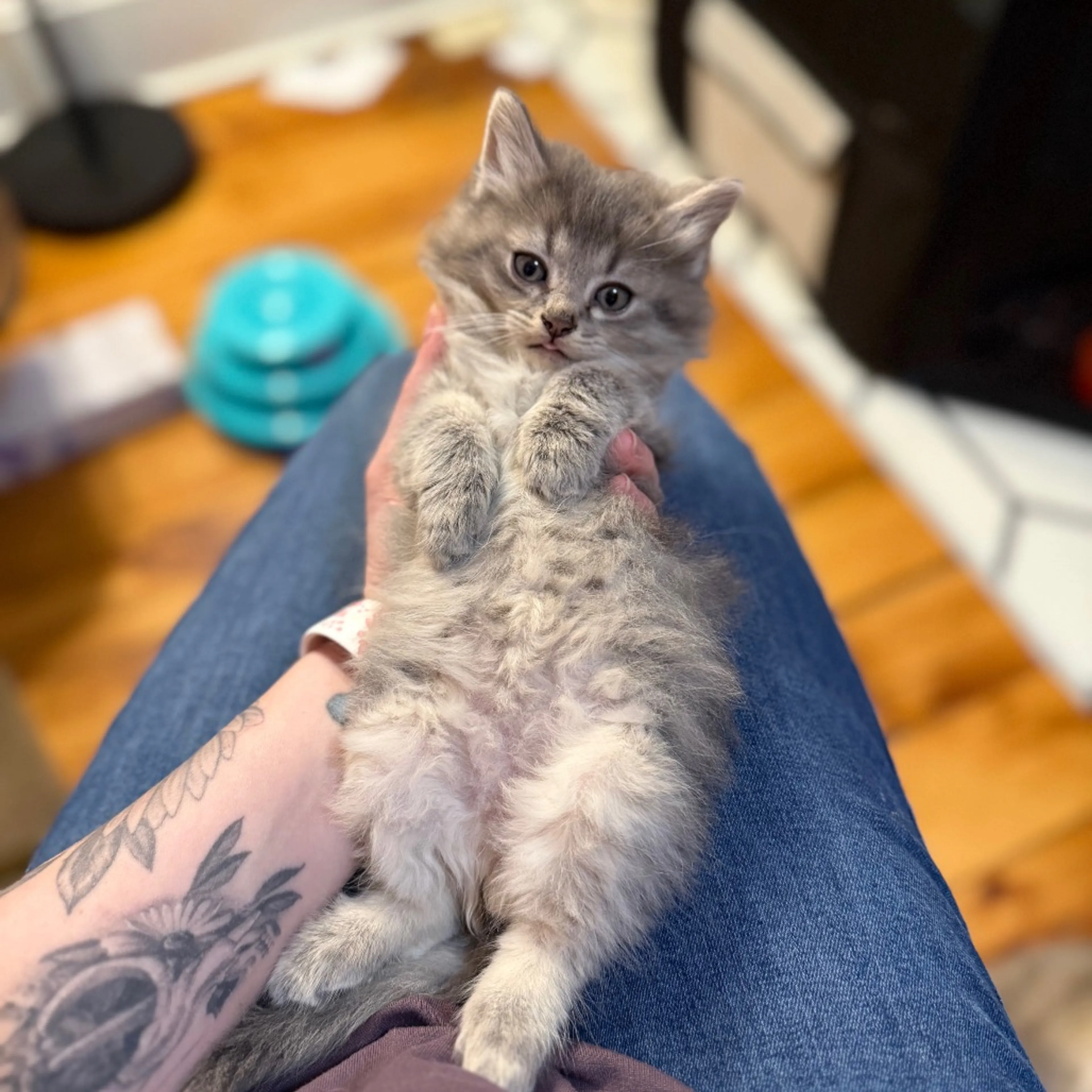 Found pet-6