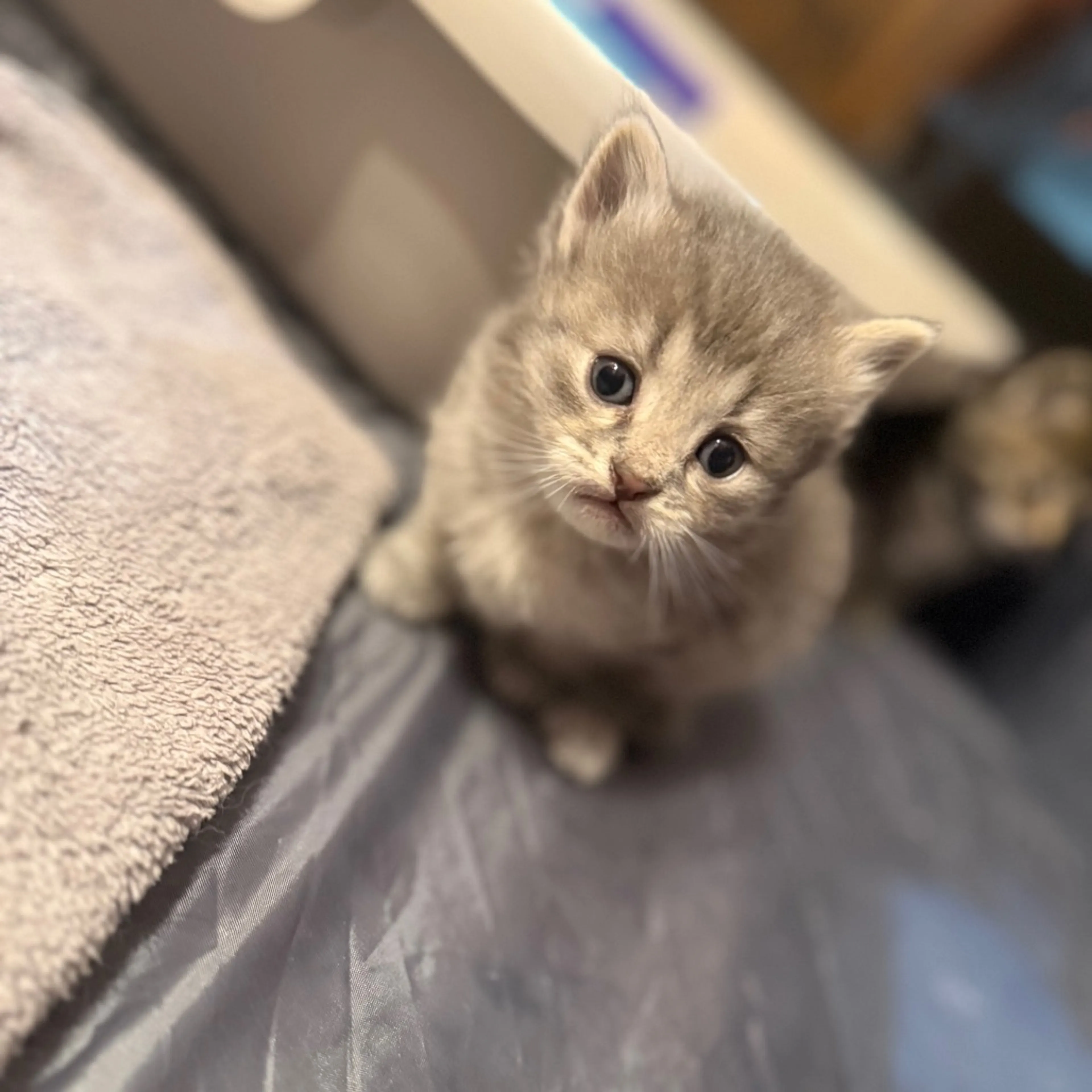 Found pet-10
