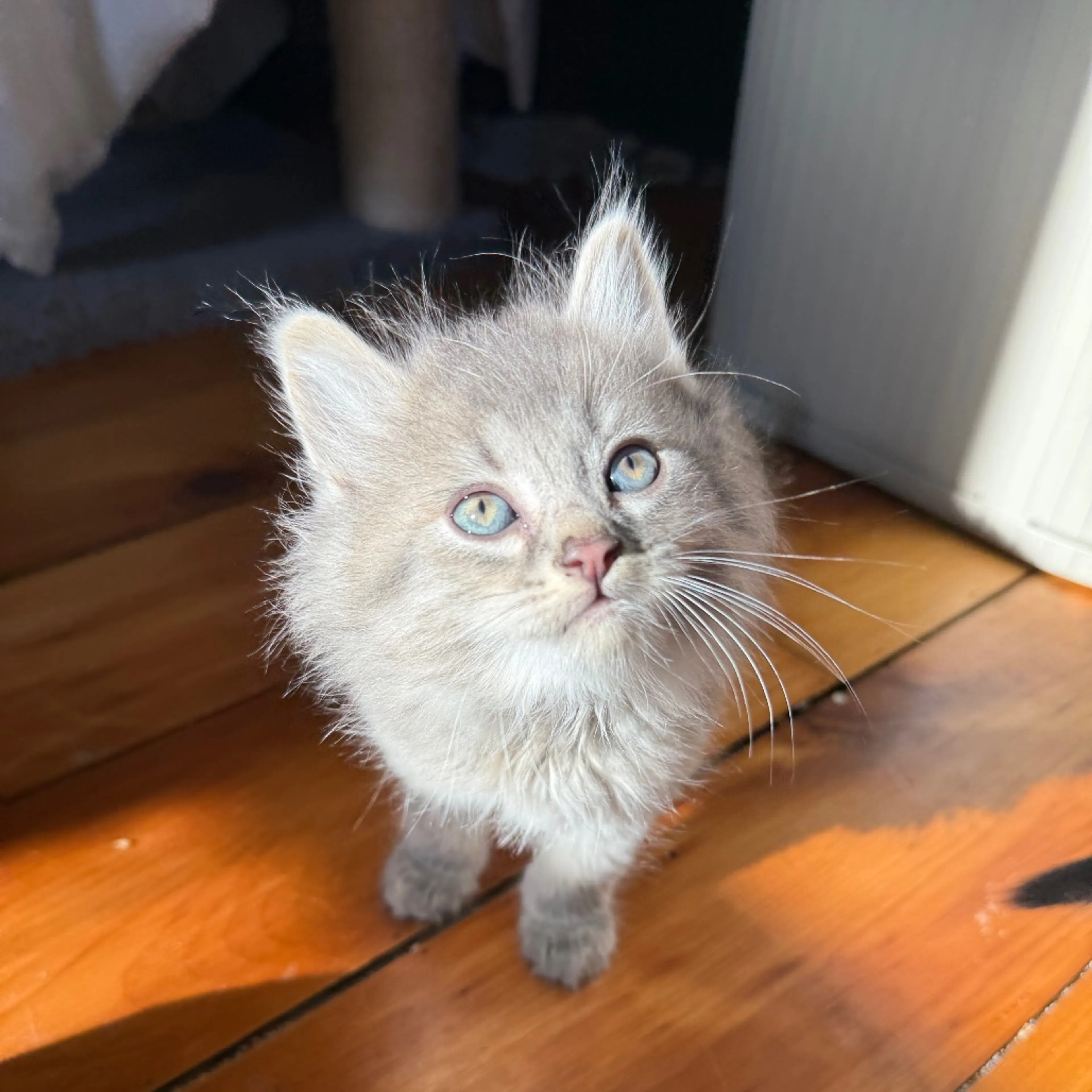Found pet-4
