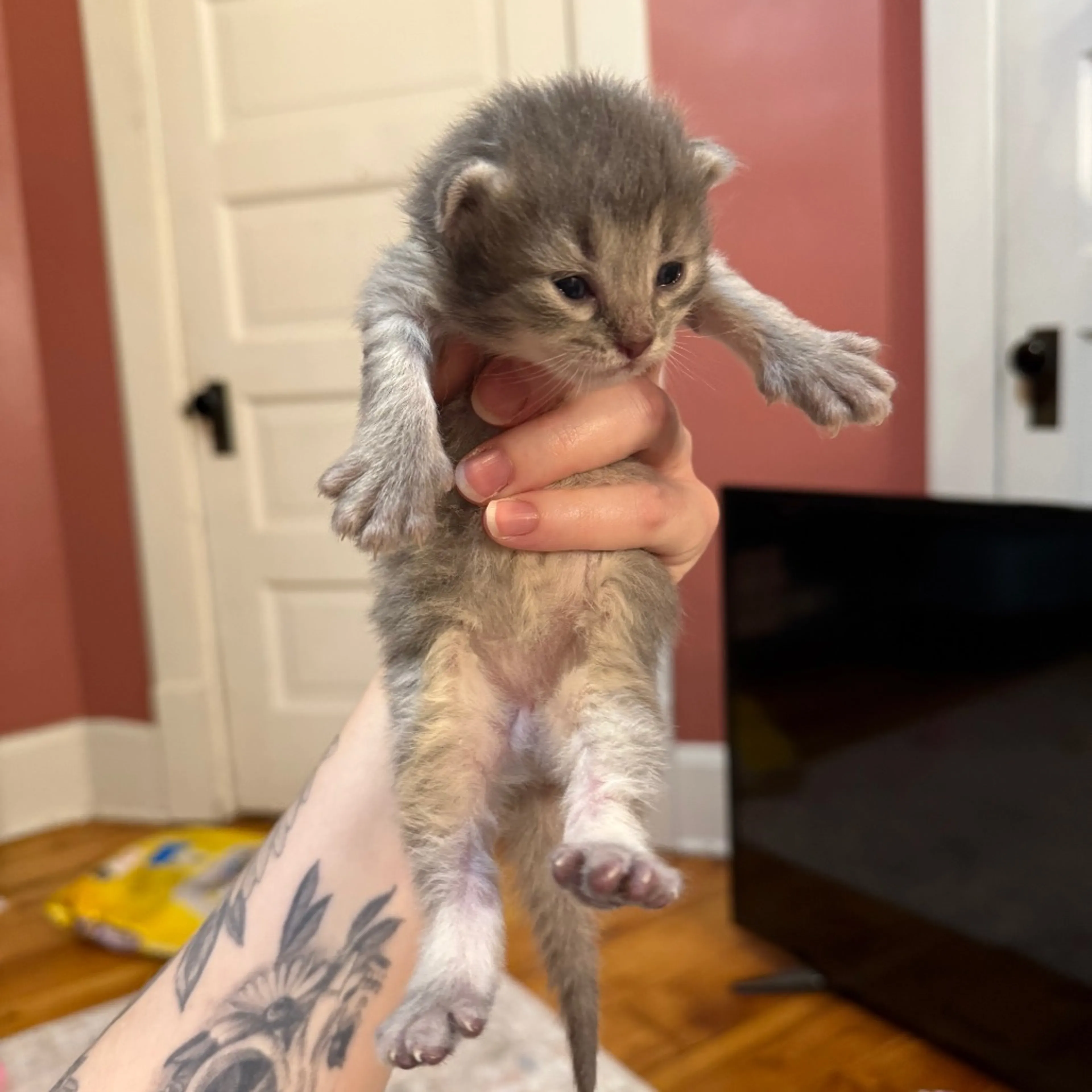 Found pet-11
