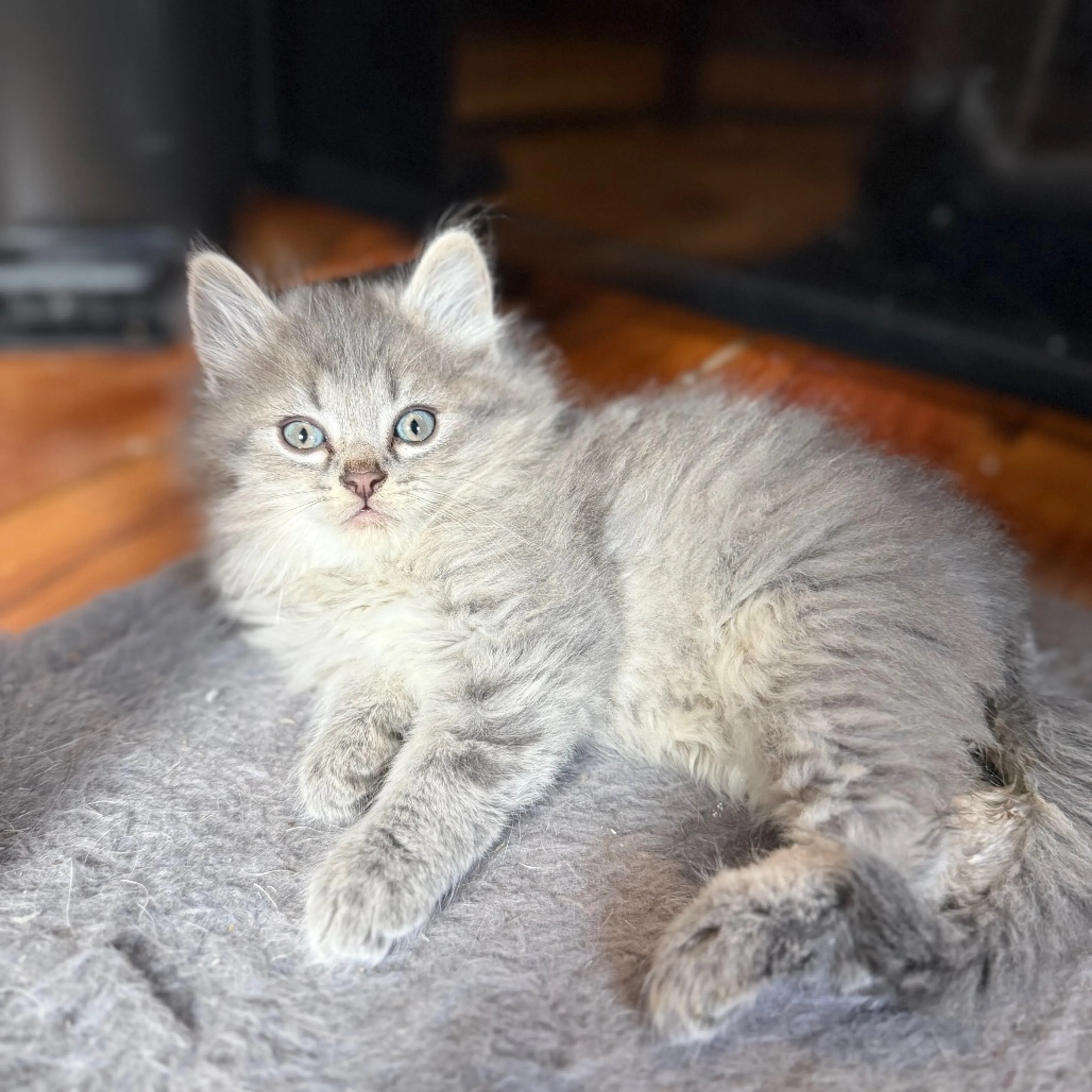 Found pet-7