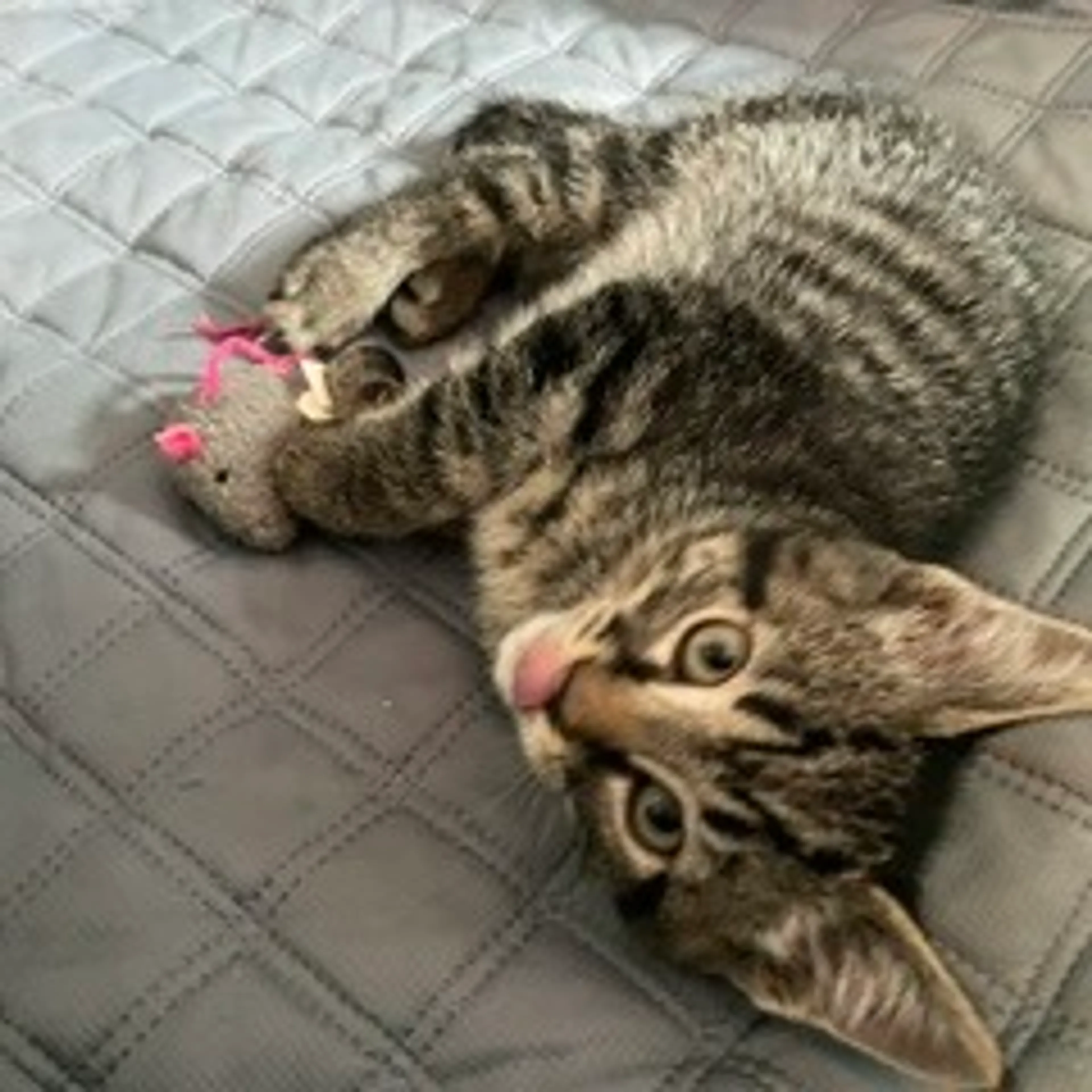 Found pet-2