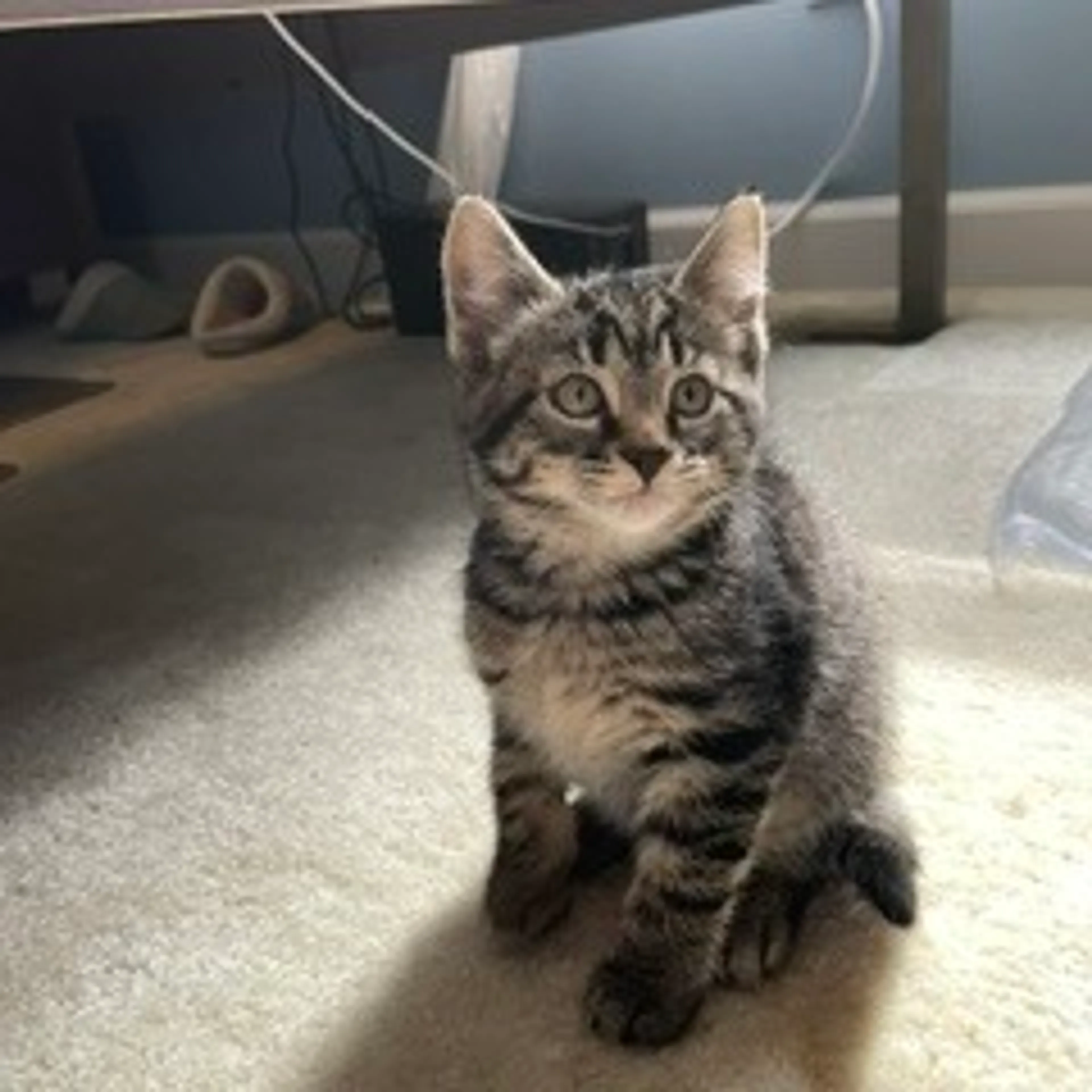 Found pet-1