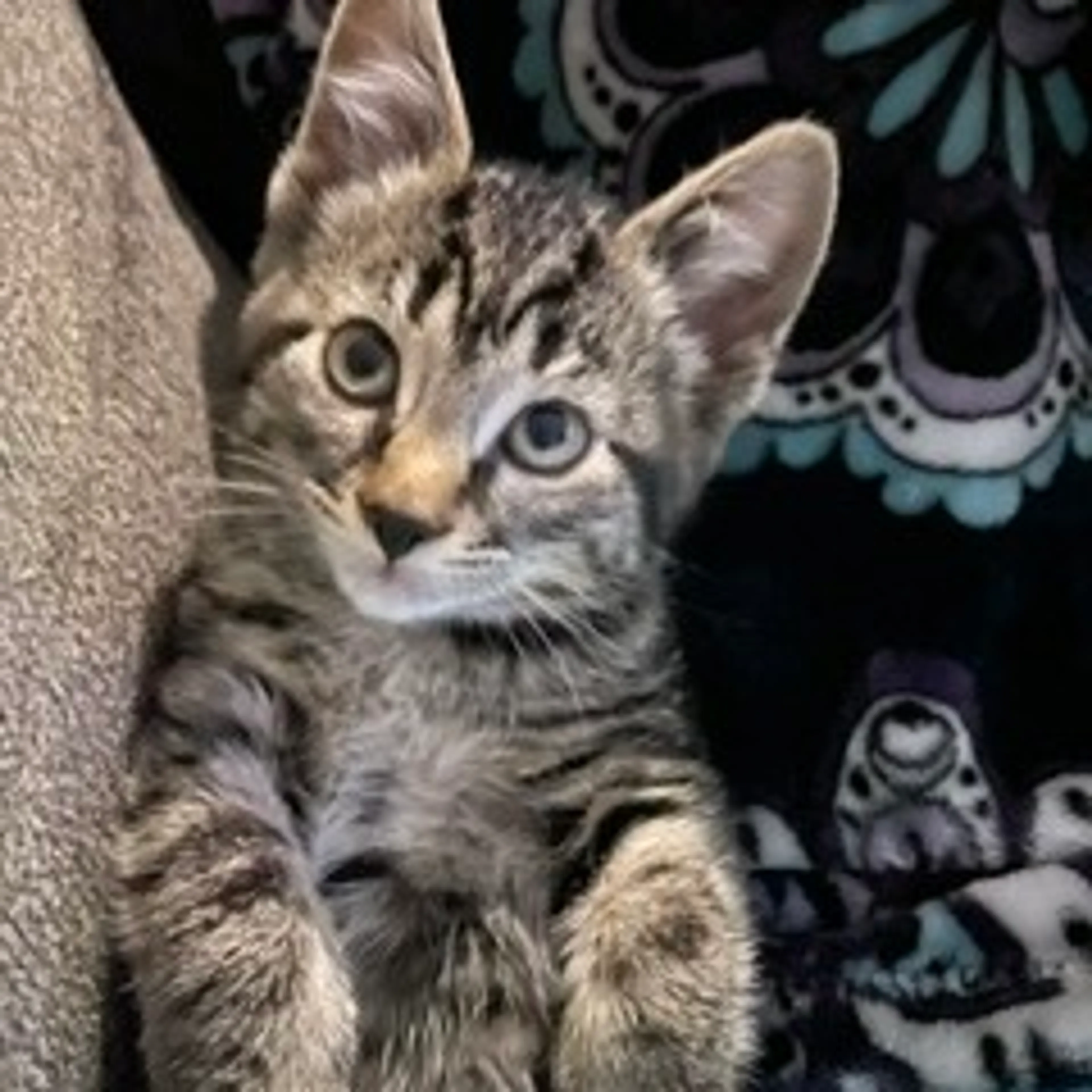 Found pet-0