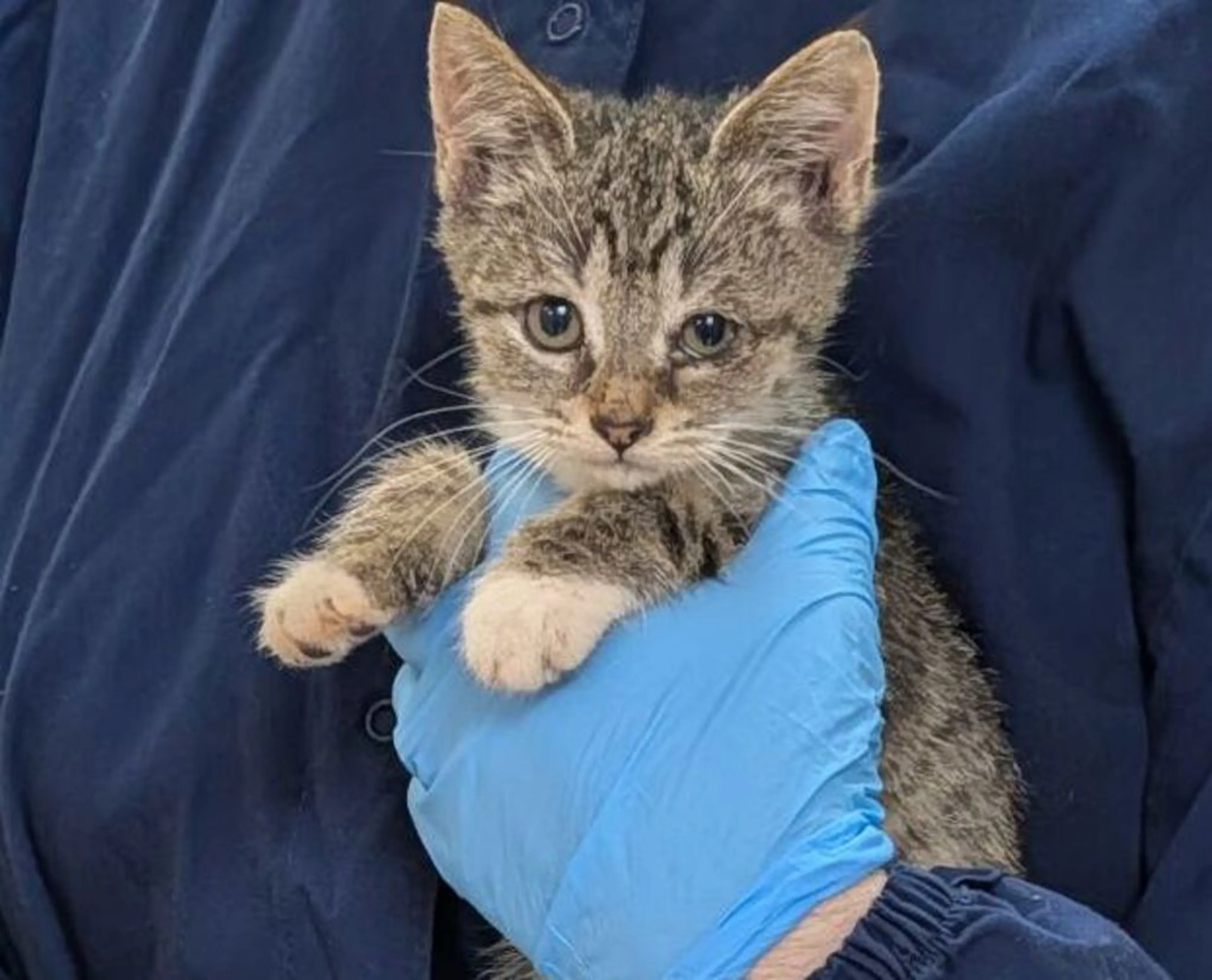 Found pet