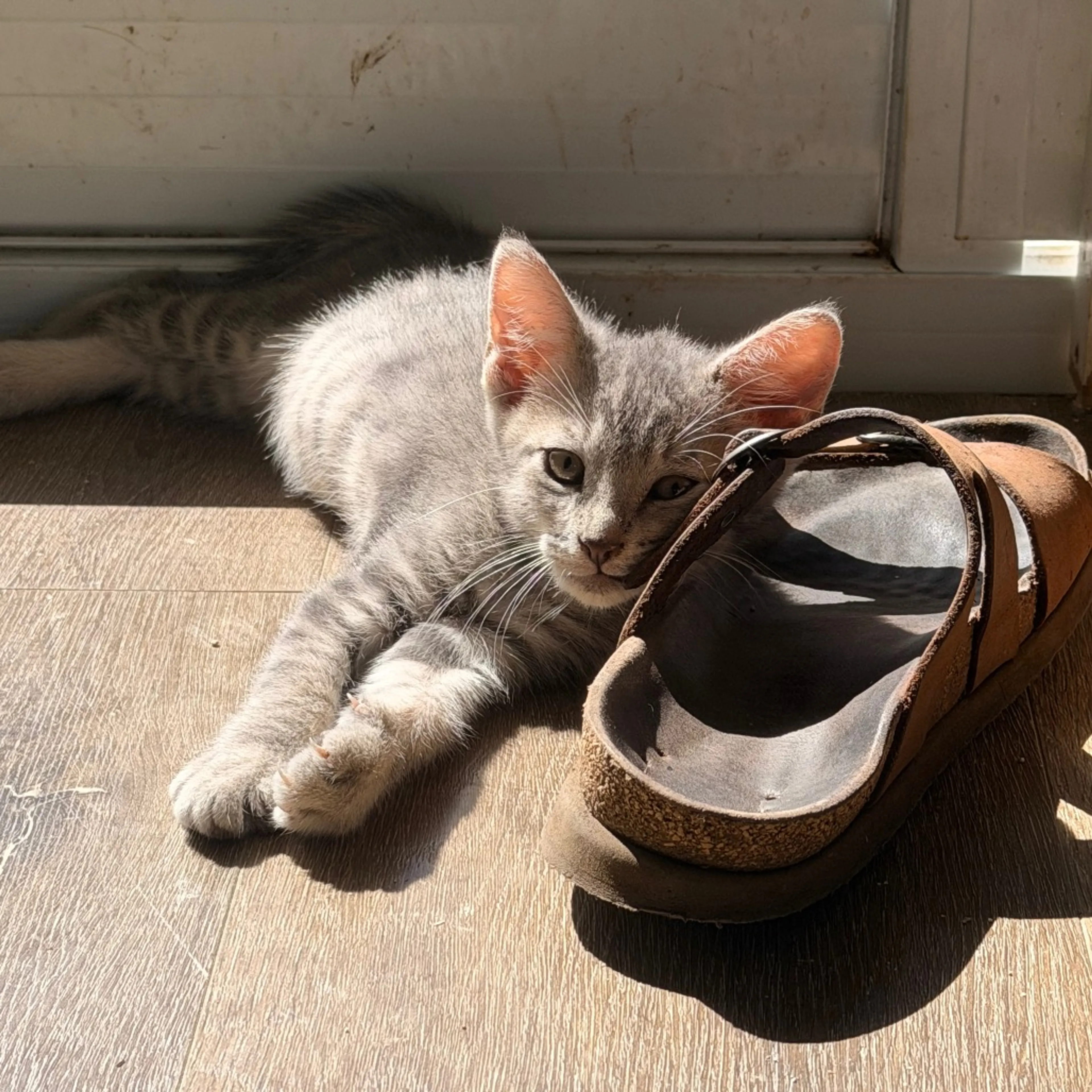 Found pet-6