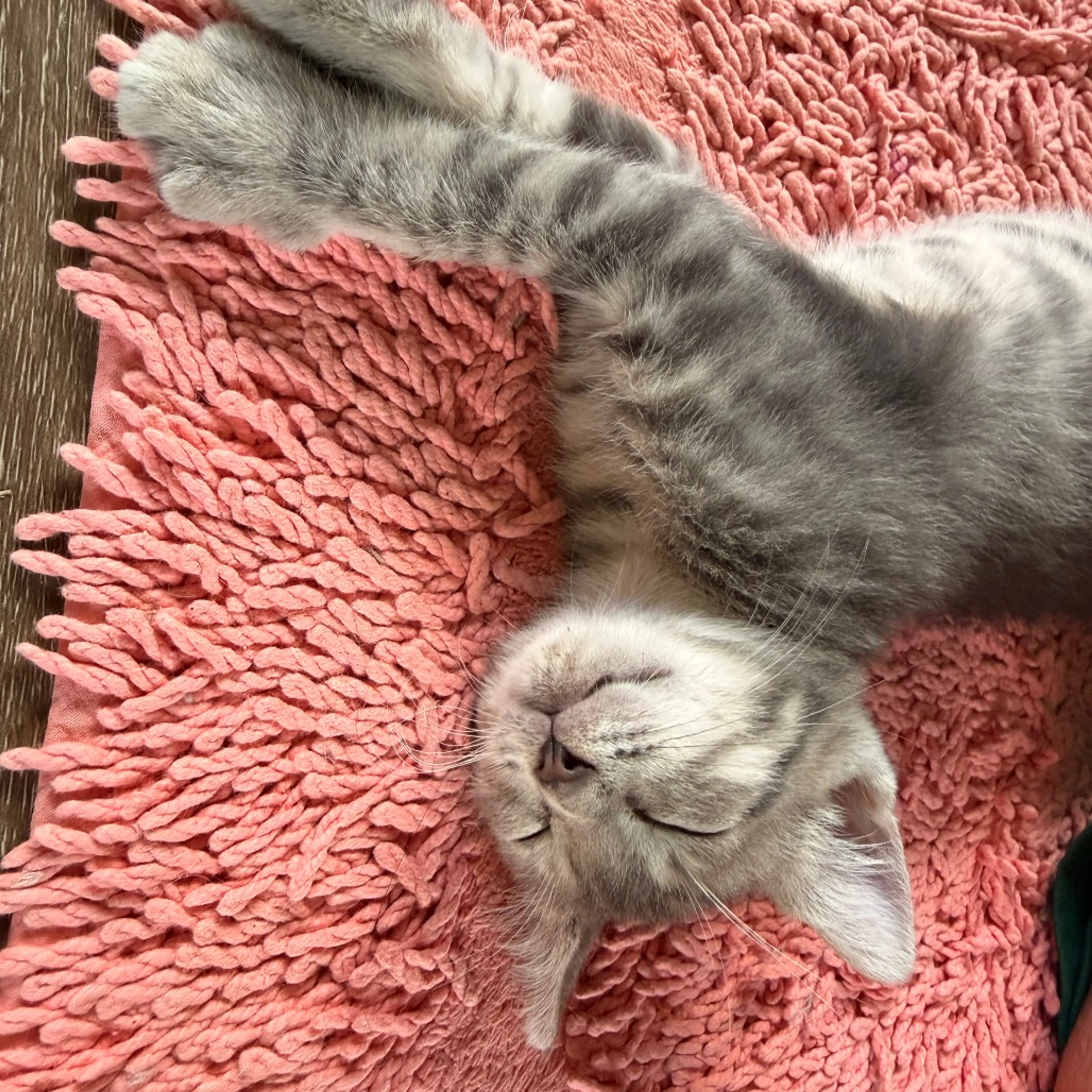 Found pet-9