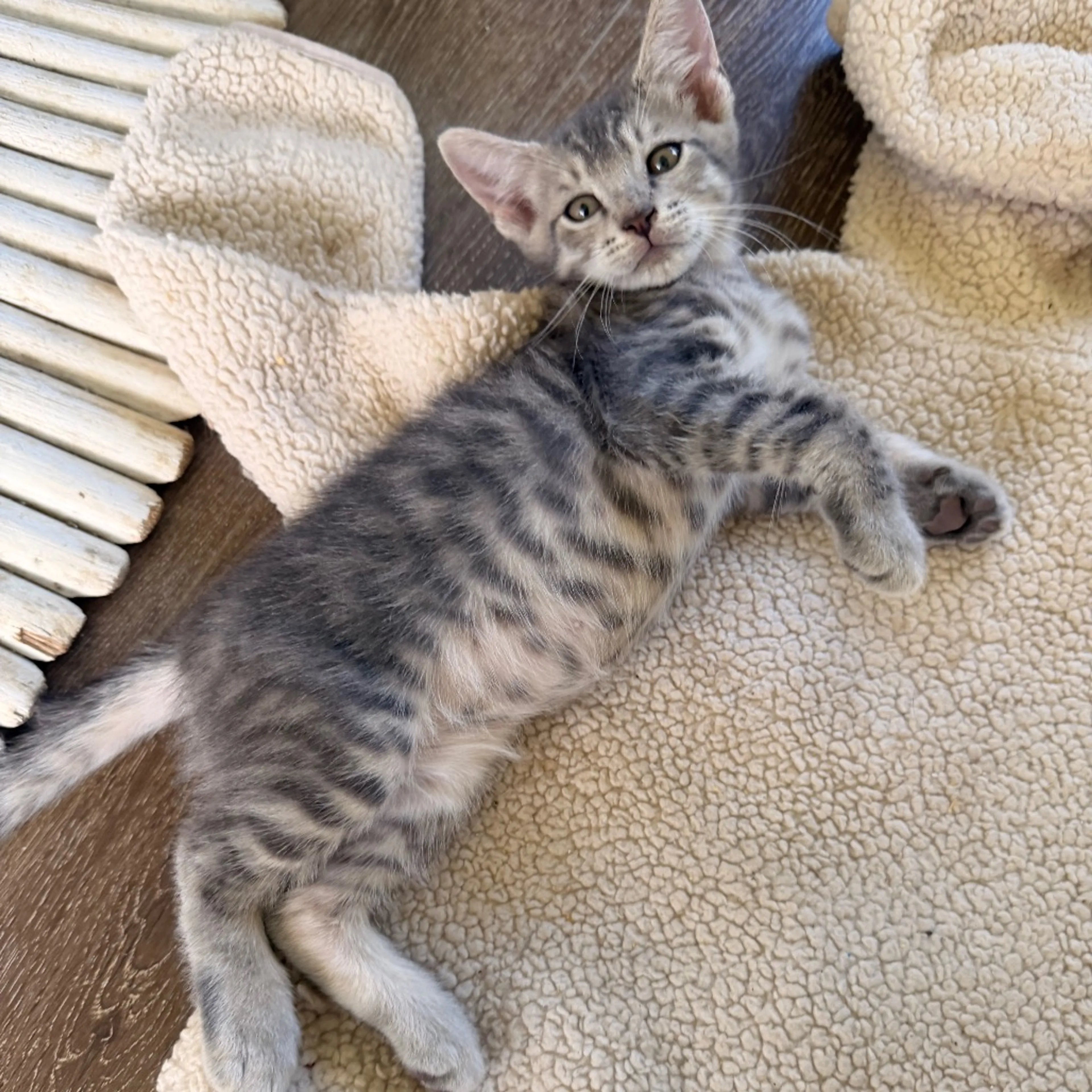 Found pet-0