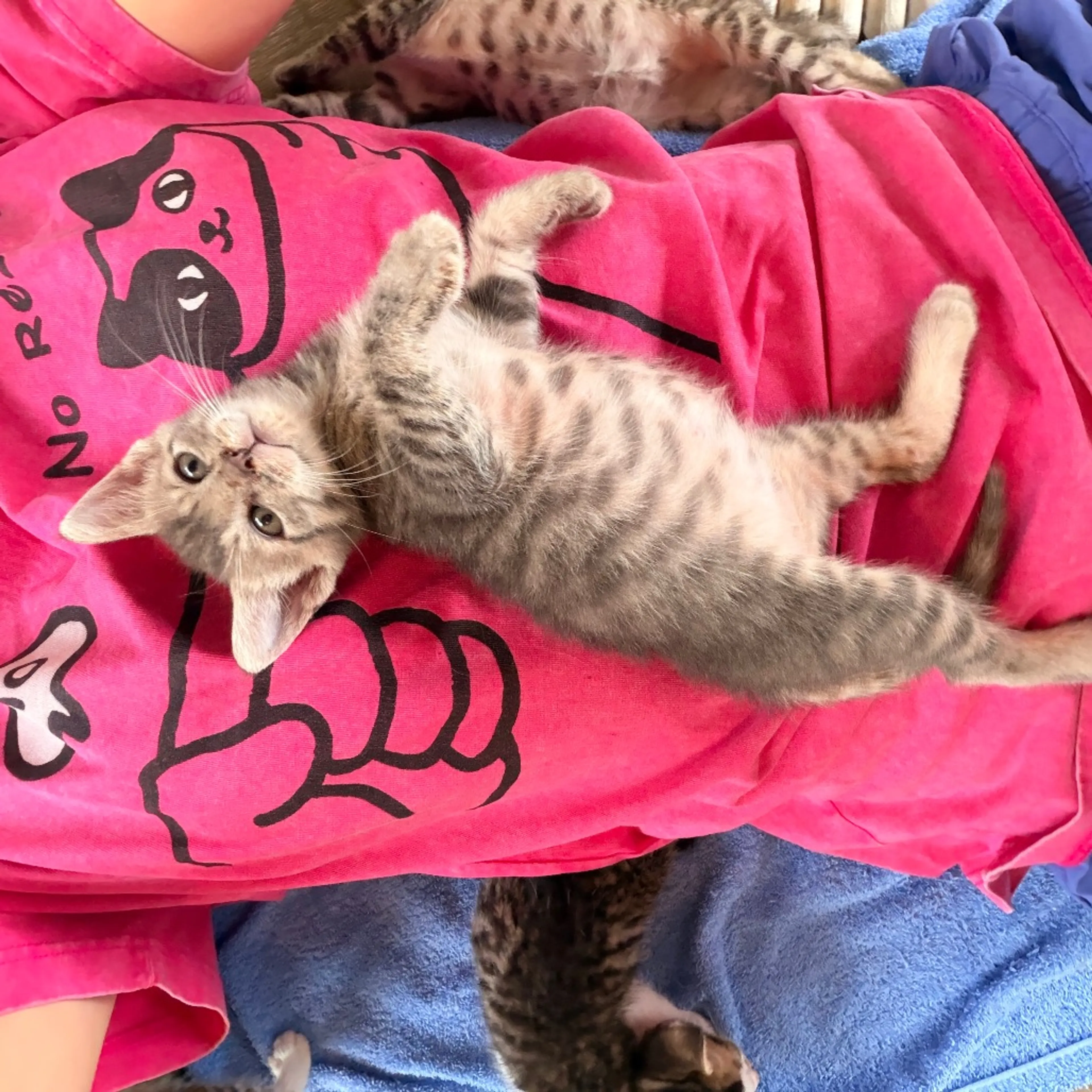 Found pet-13