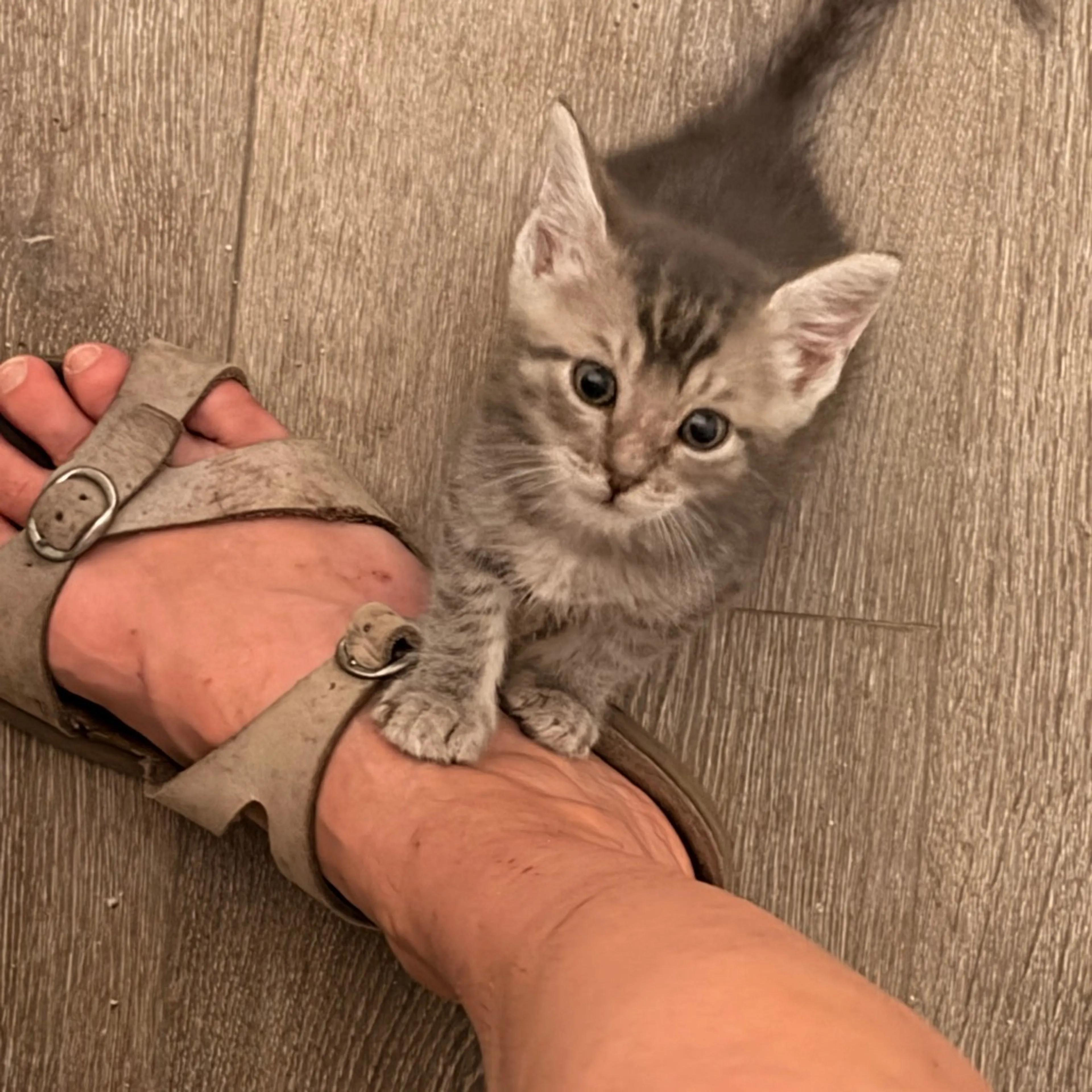 Found pet-15