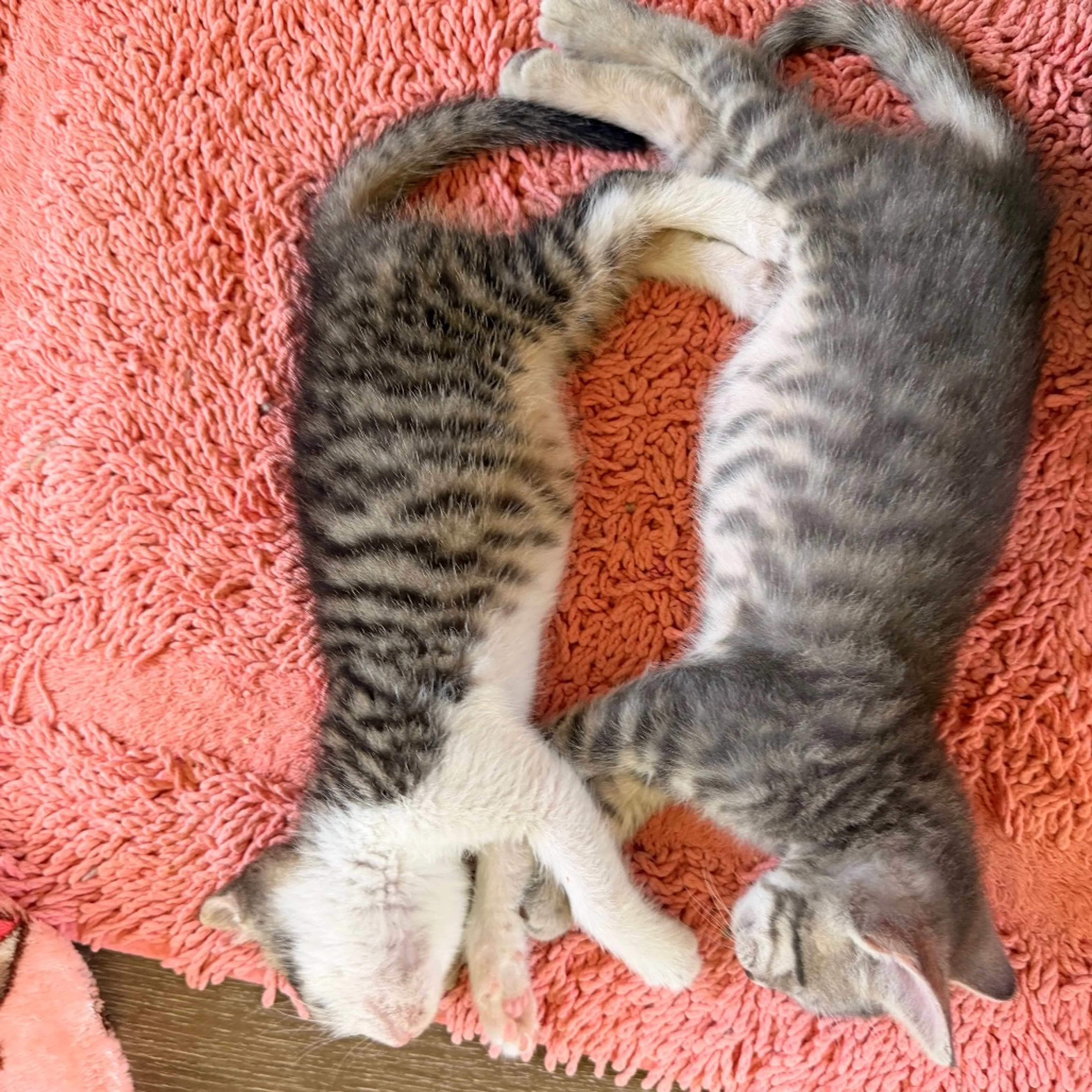 Found pet-8